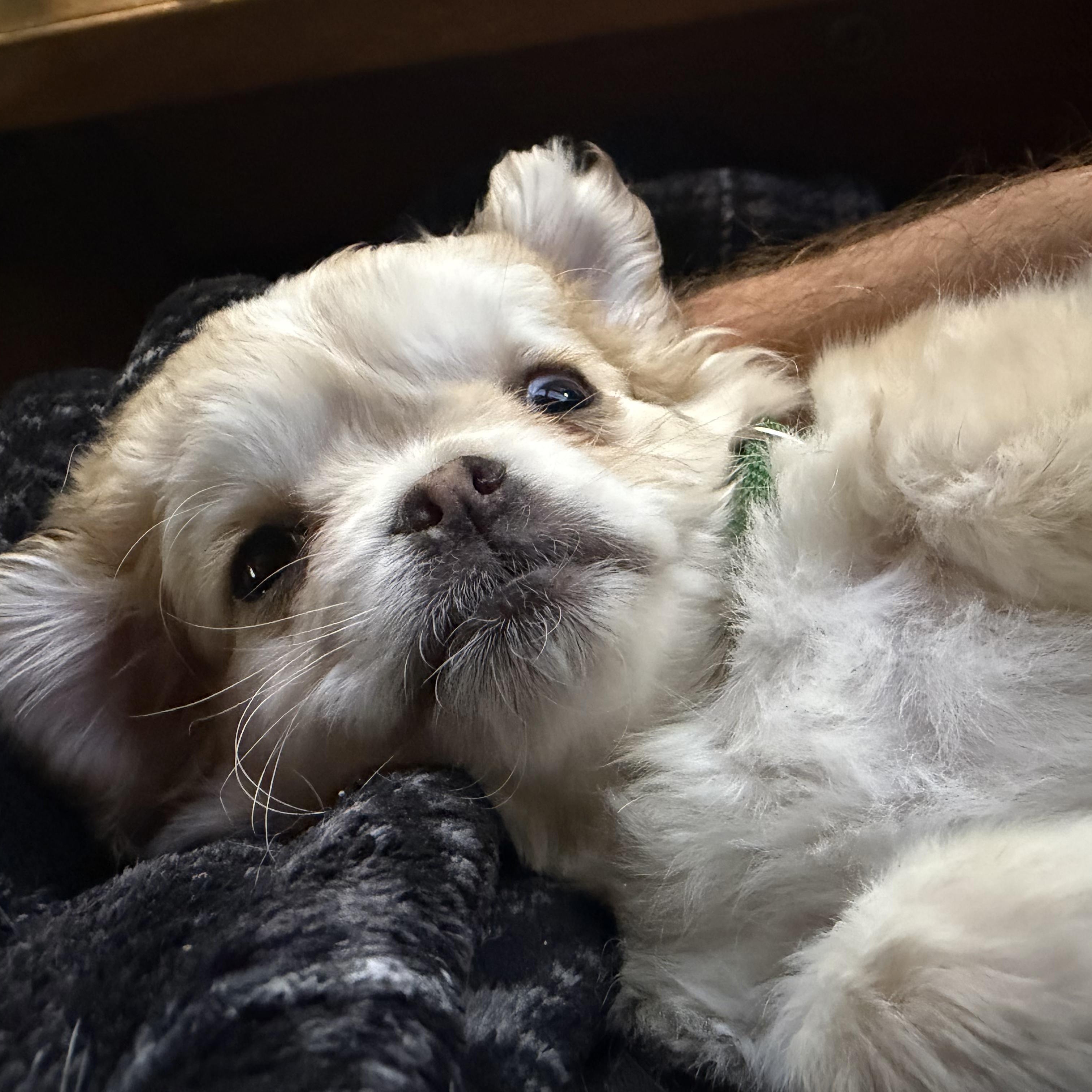 Puff, adopted, Puppy Male Spaniel & Pug.