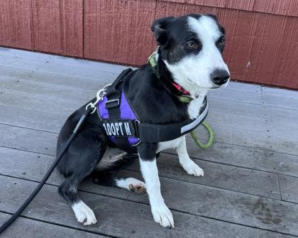 Pancake, Adoptable, Adult Female Border Collie & Mixed Breed.