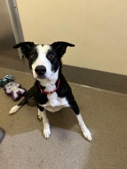 Pancake, Adoptable, Adult Female Border Collie & Mixed Breed.