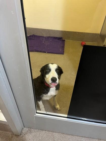 Enlarge Pancake, a Adoptable mixed breed in Everett, WA image 2/2