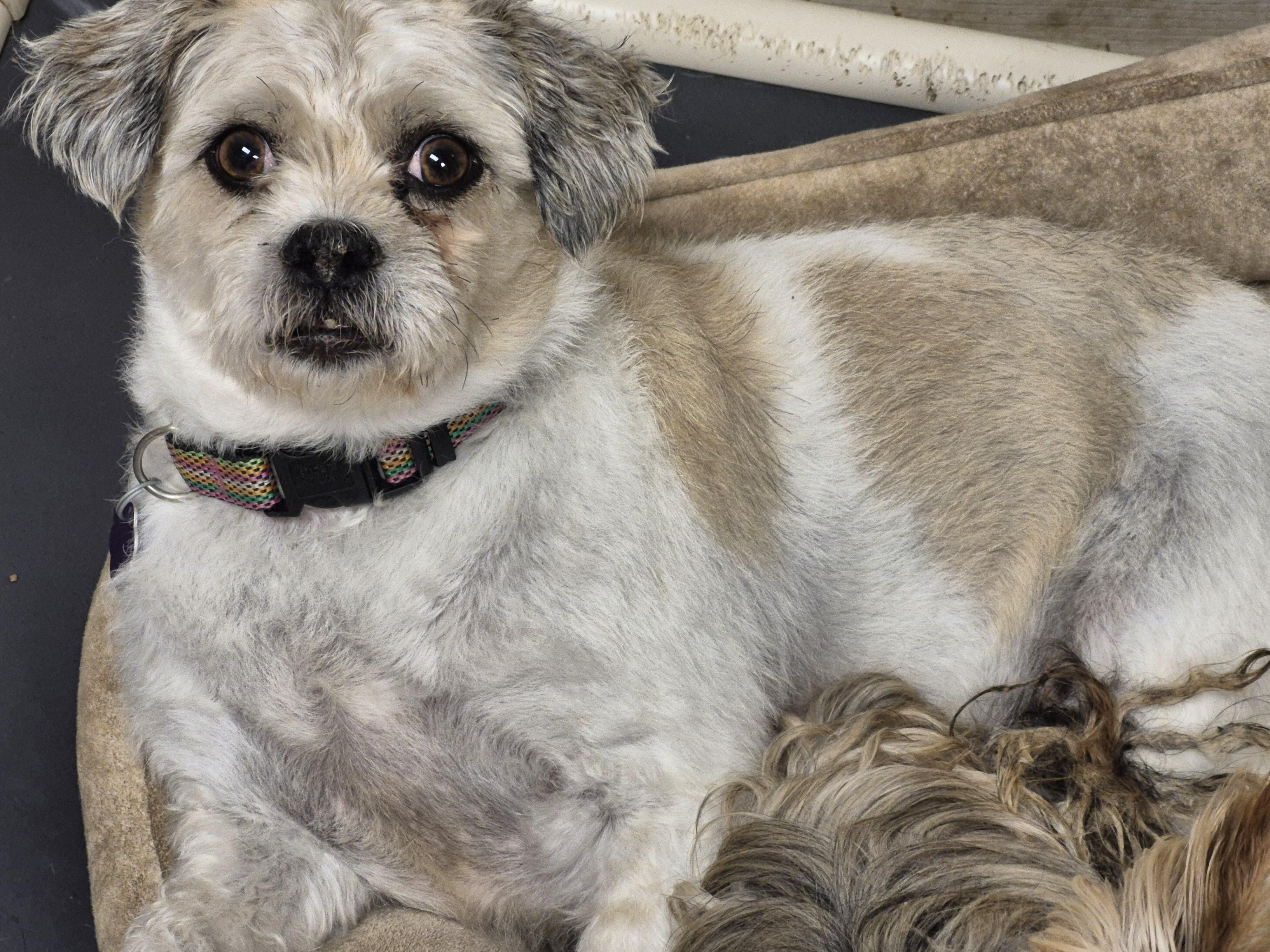 Enlarge Louis, a Adoptable Shih Tzu in Chatham, ON image 1/2