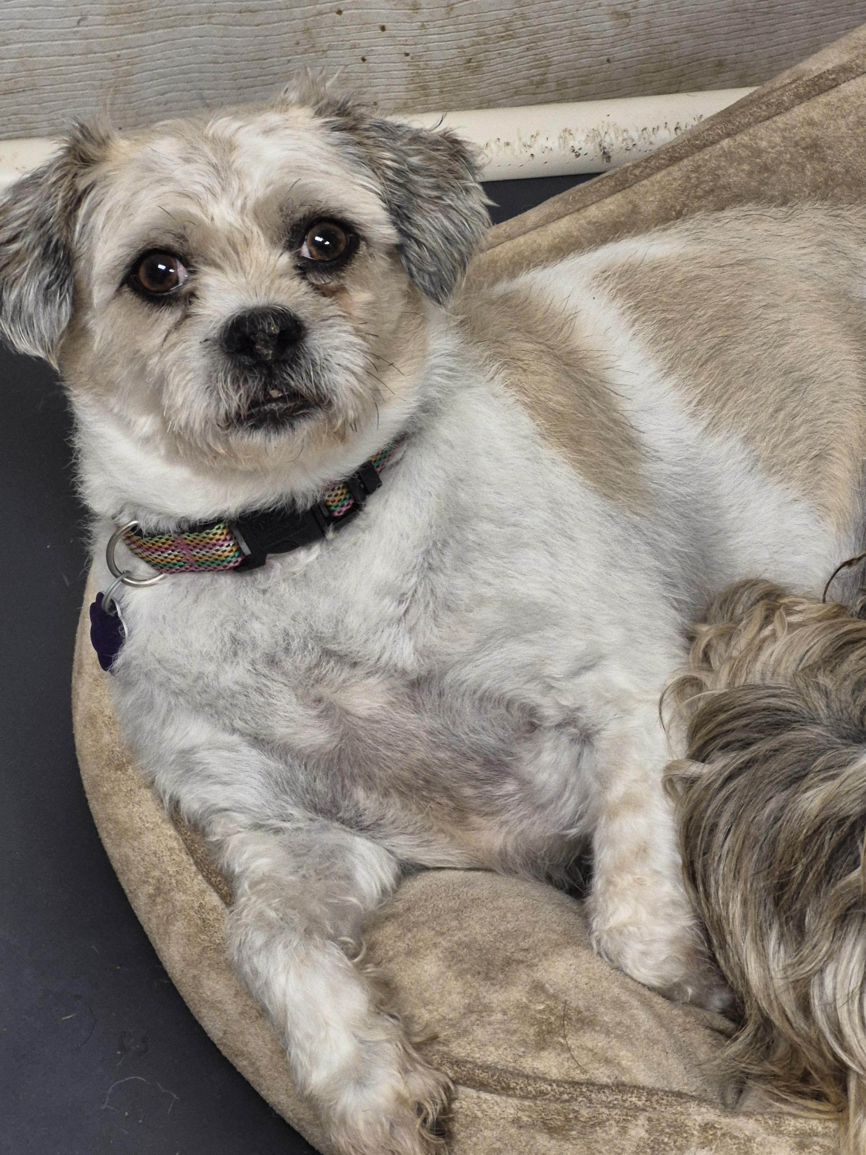 Enlarge Louis, a Adoptable Shih Tzu in Chatham, ON image 2/2
