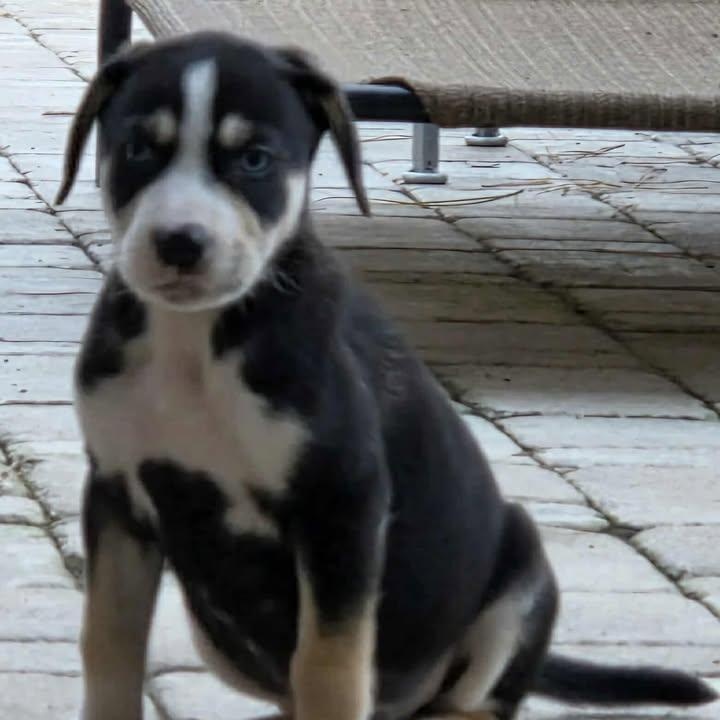 Squeaky, a ADOPTABLE mixed breed in Calabash, NC image 3/3