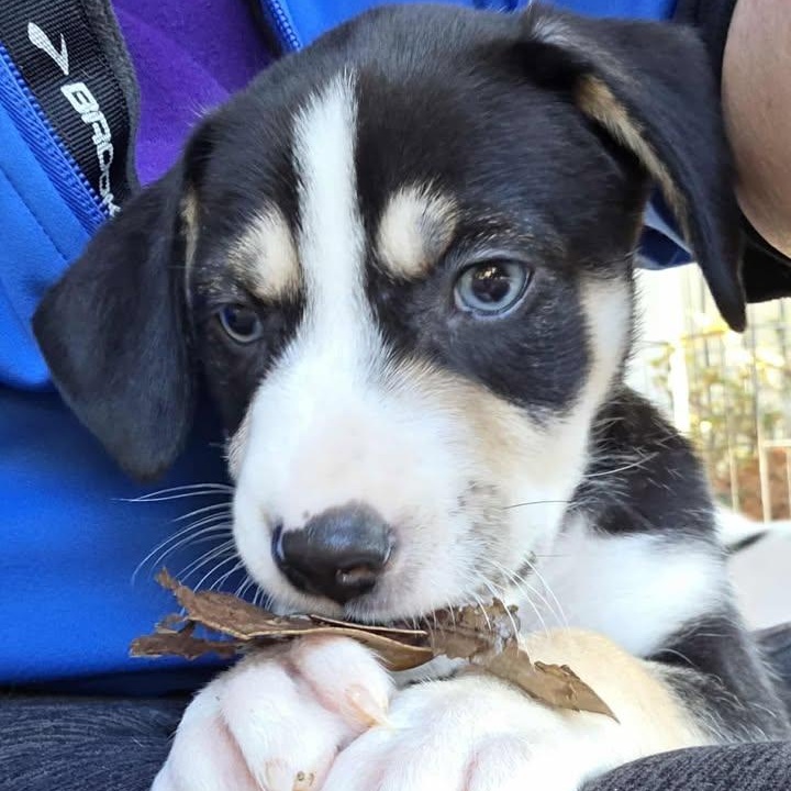 Squeaky, ADOPTABLE, Puppy Male Husky & Border Collie.