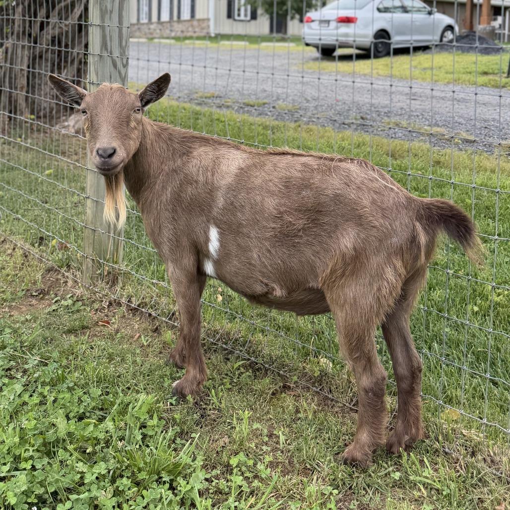 Enlarge Maximus, a Adoptable Nigerian Dwarf in Marshall, VA image 1/2