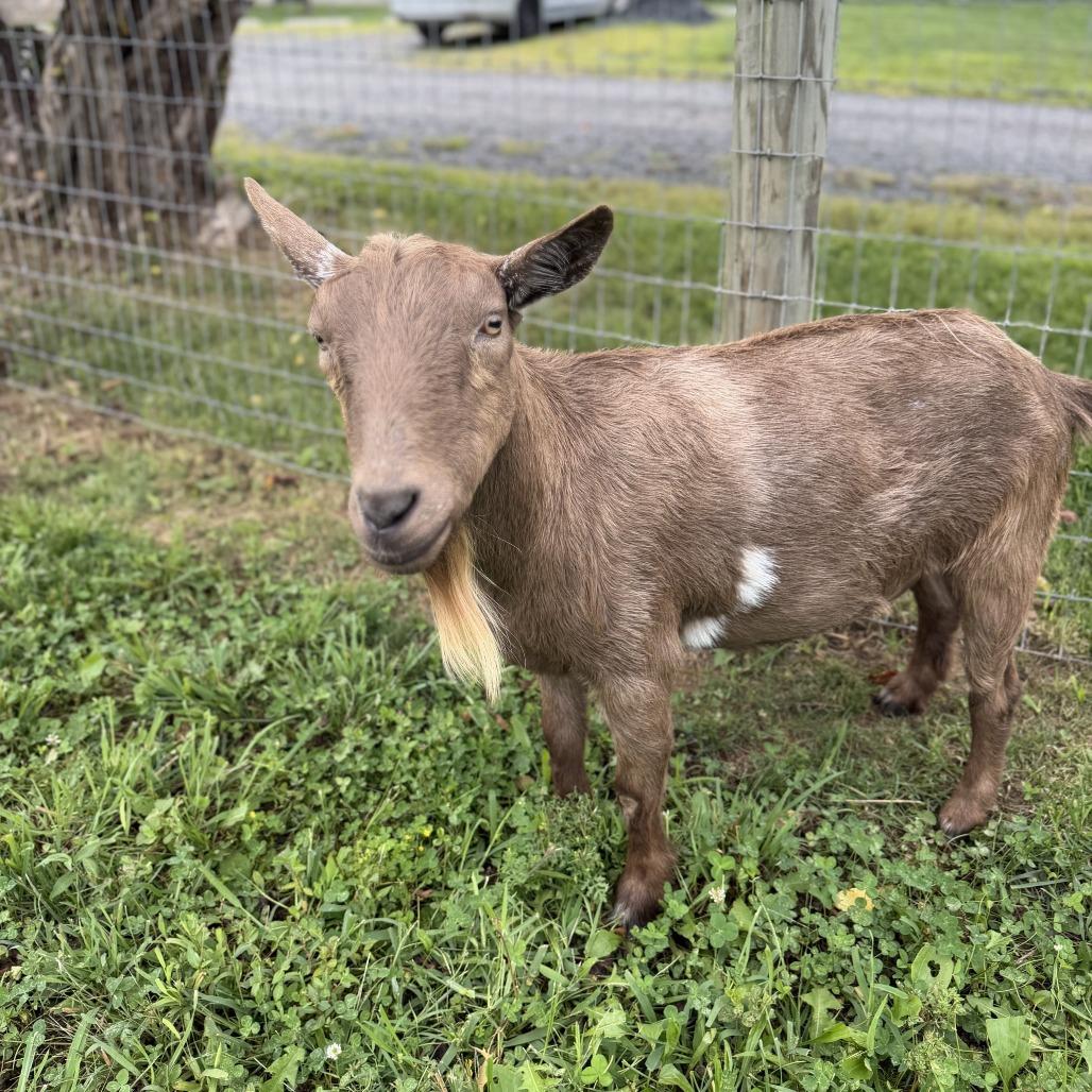 Enlarge Maximus, a Adoptable Nigerian Dwarf in Marshall, VA image 2/2
