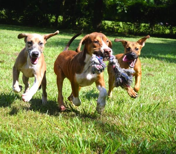 Enlarge Big Mac, a Adoptable mixed breed in Mobile, AL image 4/6