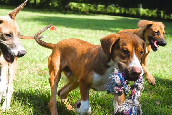 Enlarge Big Mac, a Adoptable mixed breed in Mobile, AL image 5/6