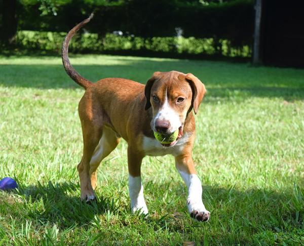 Enlarge Big Mac, a Adoptable mixed breed in Mobile, AL image 6/6