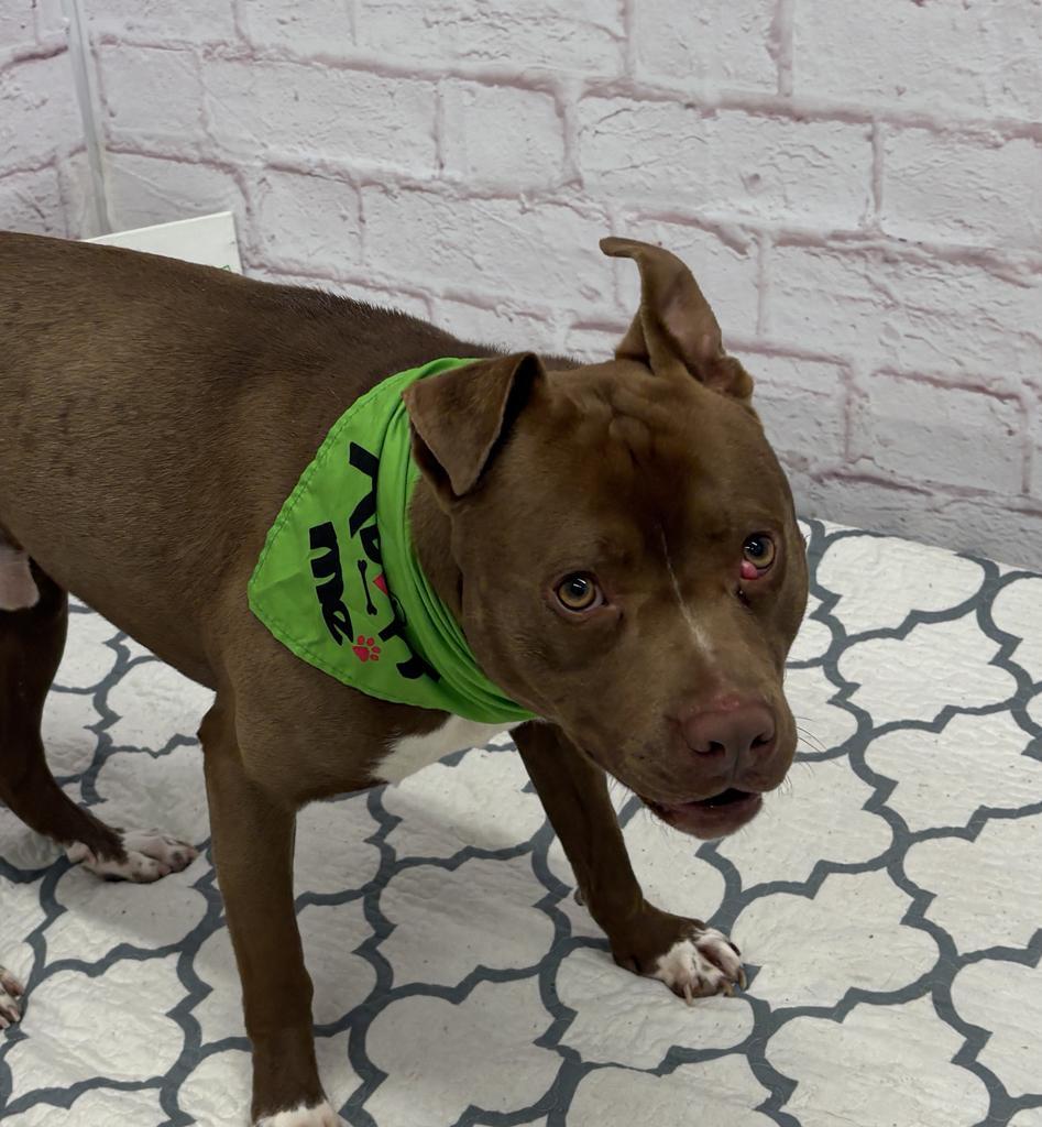 Forest, Adoptable, Puppy Male Mixed Breed.
