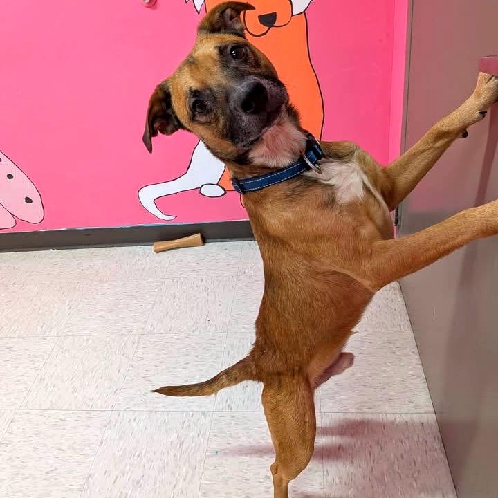 Matzo, a Adoptable mixed breed in Binghamton, NY image 3/6