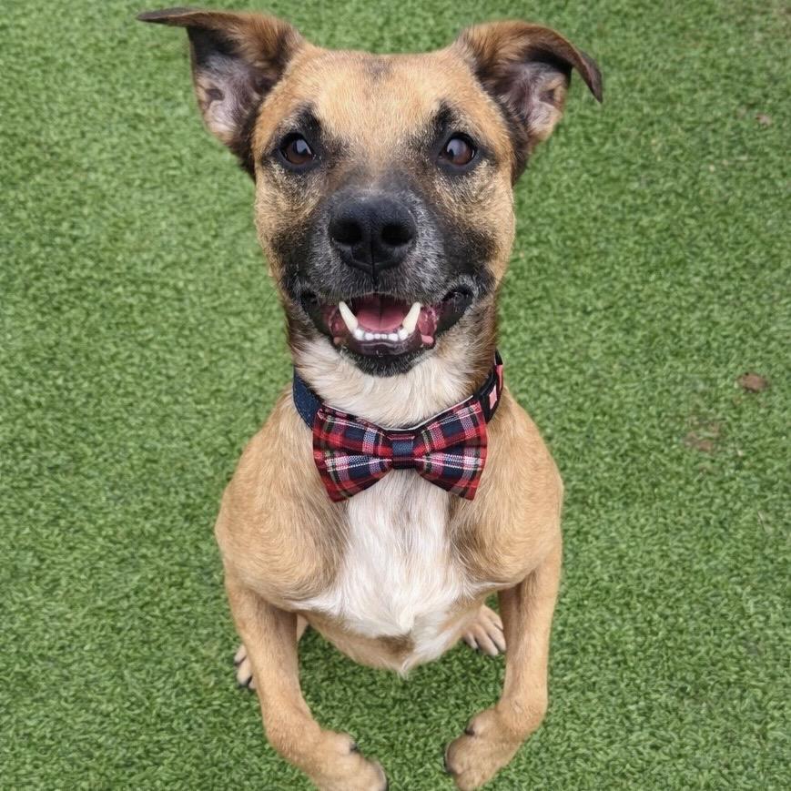 Matzo, a Adoptable mixed breed in Binghamton, NY image 5/6