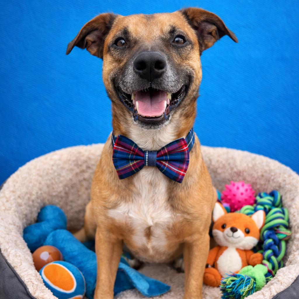 Matzo, a Adoptable mixed breed in Binghamton, NY image 6/6