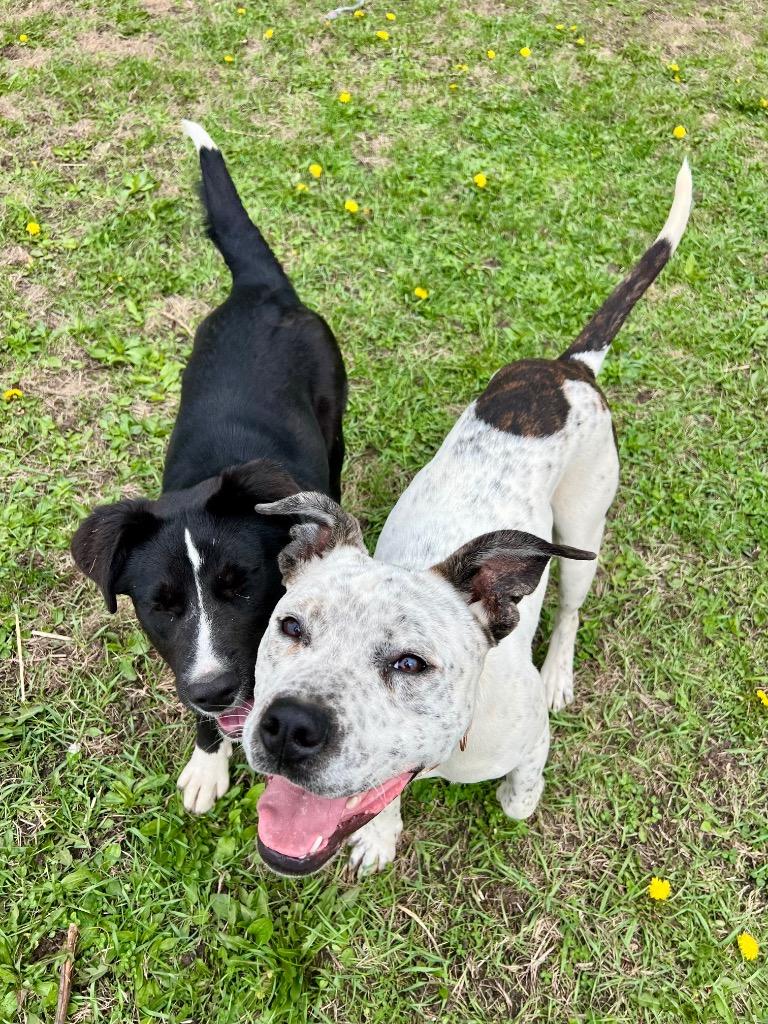 Enlarge Oreo, a Adoptable mixed breed in Saint James, MN image 1/5