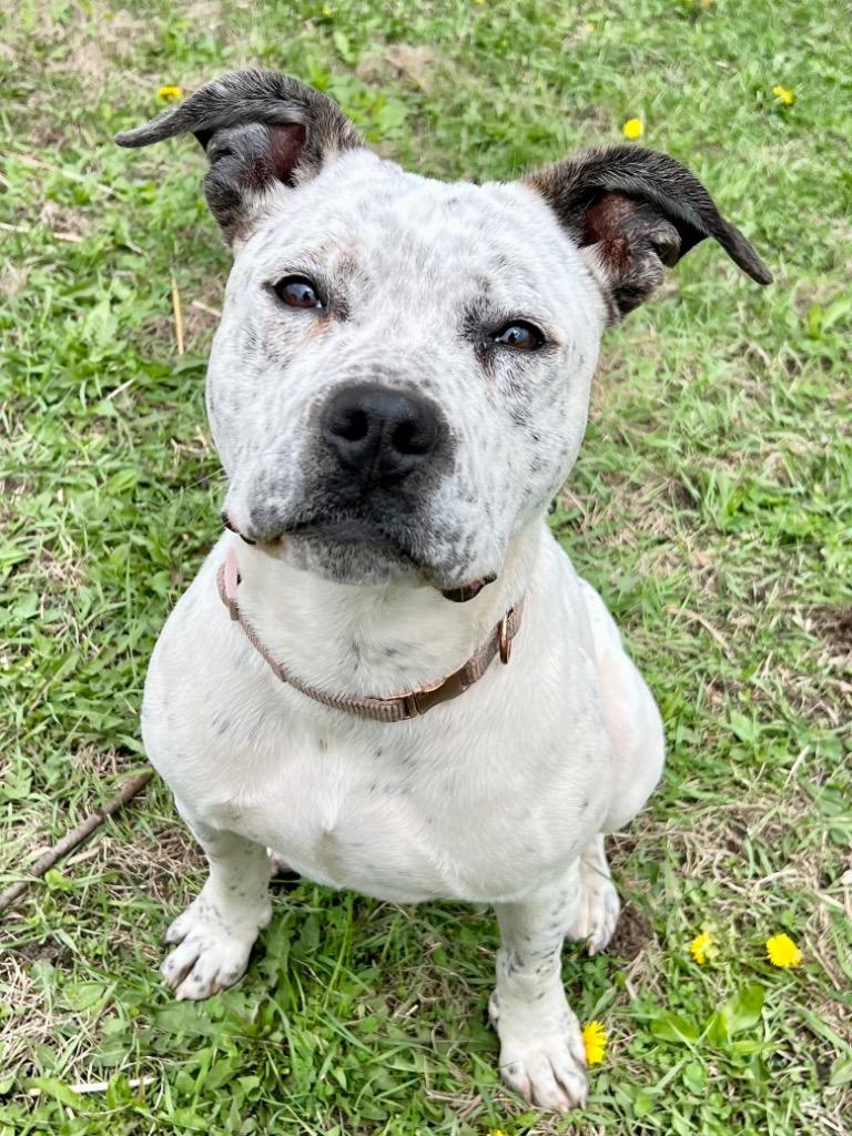 Enlarge Oreo, a Adoptable mixed breed in Saint James, MN image 2/5