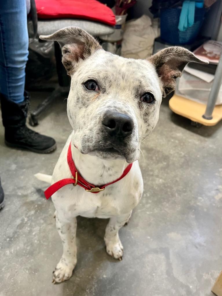 Enlarge Oreo, a Adoptable mixed breed in Saint James, MN image 3/5
