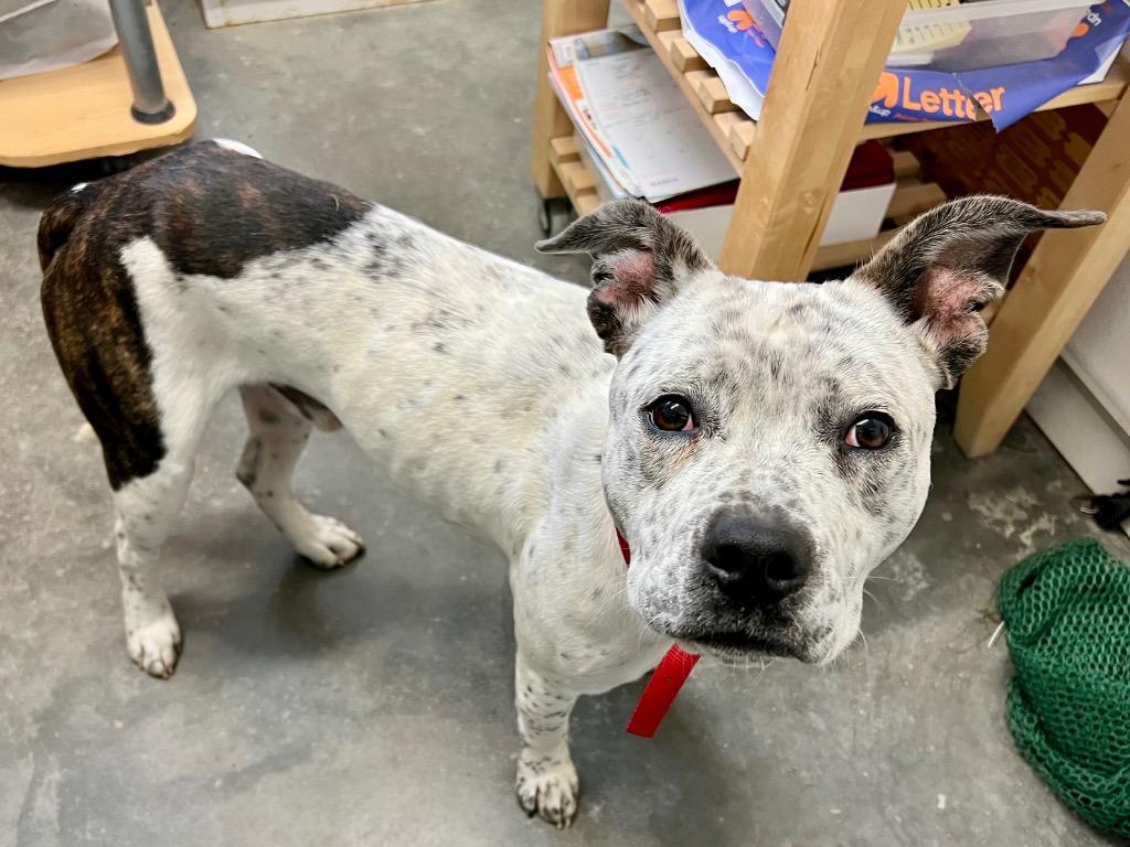 Enlarge Oreo, a Adoptable mixed breed in Saint James, MN image 4/5