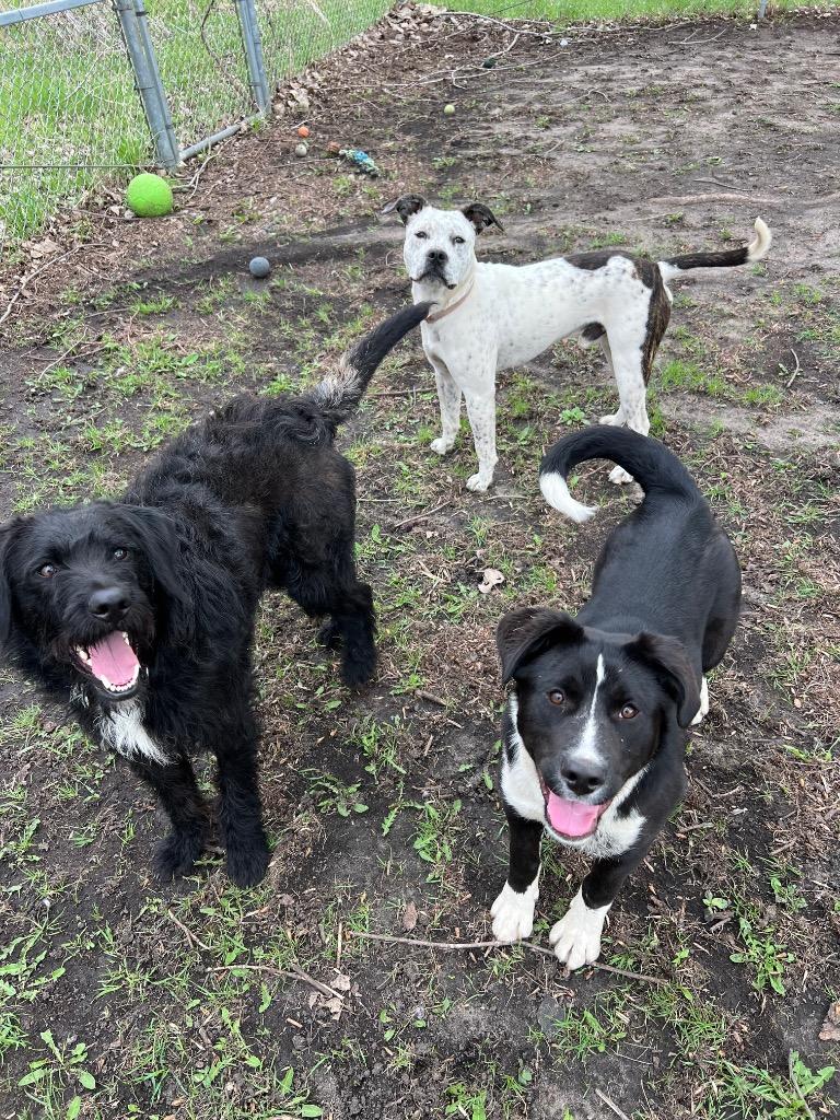 Enlarge Oreo, a Adoptable mixed breed in Saint James, MN image 5/5