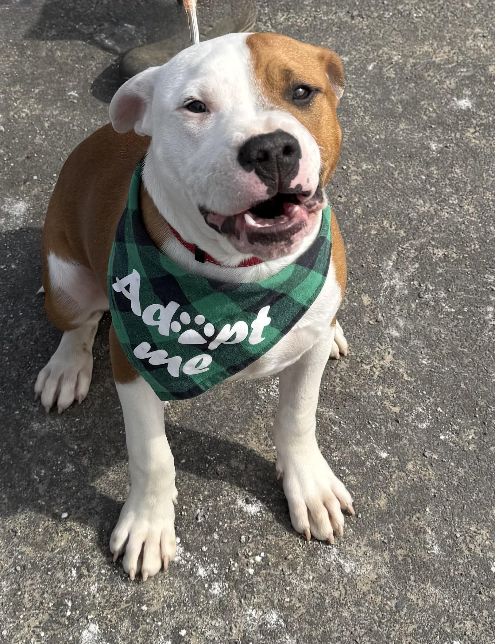 Enlarge Porthos, a ADOPTABLE Pit Bull Terrier in Marshall, NC image 6/6