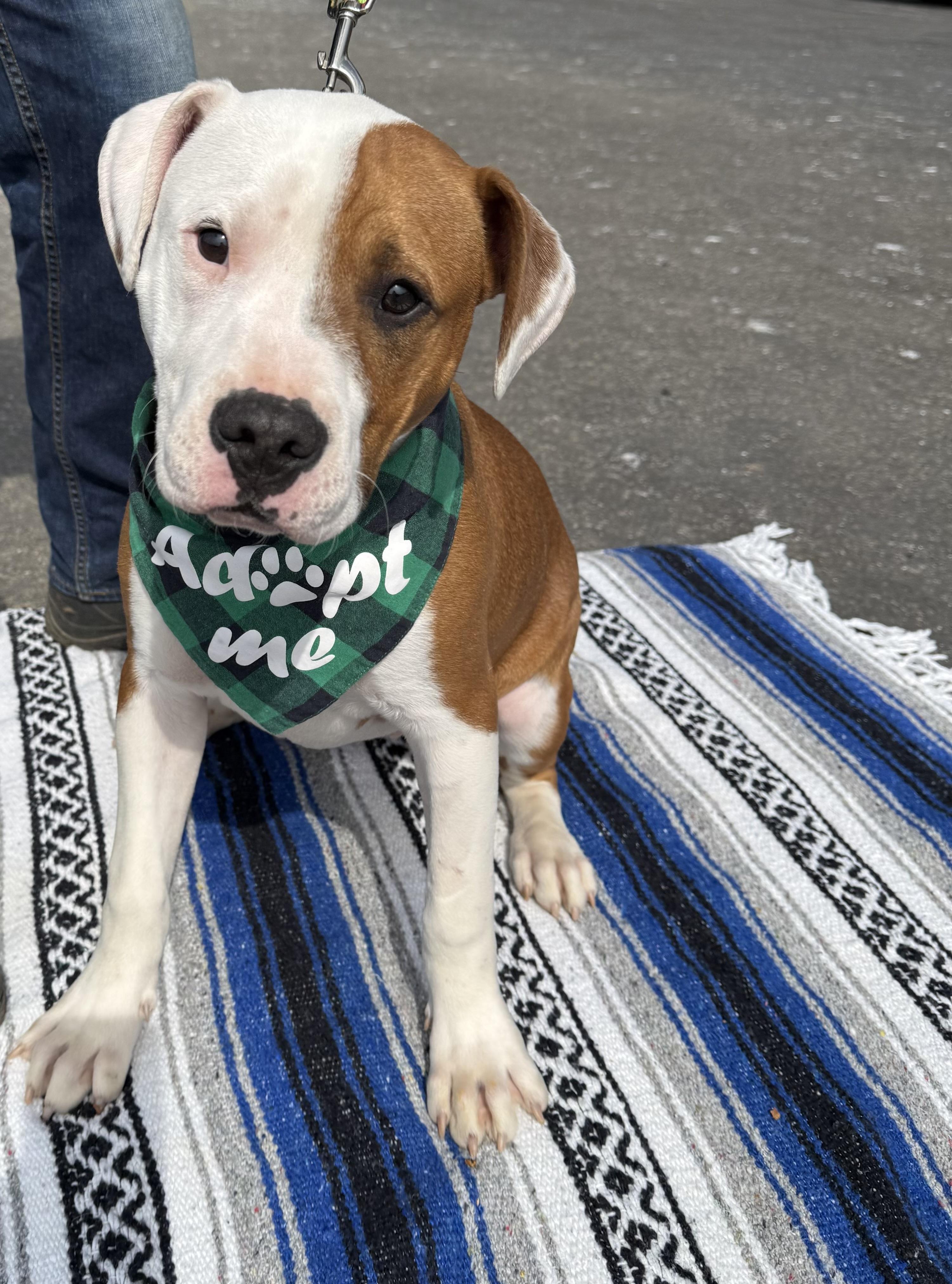 Enlarge Porthos, a ADOPTABLE Pit Bull Terrier in Marshall, NC image 3/6