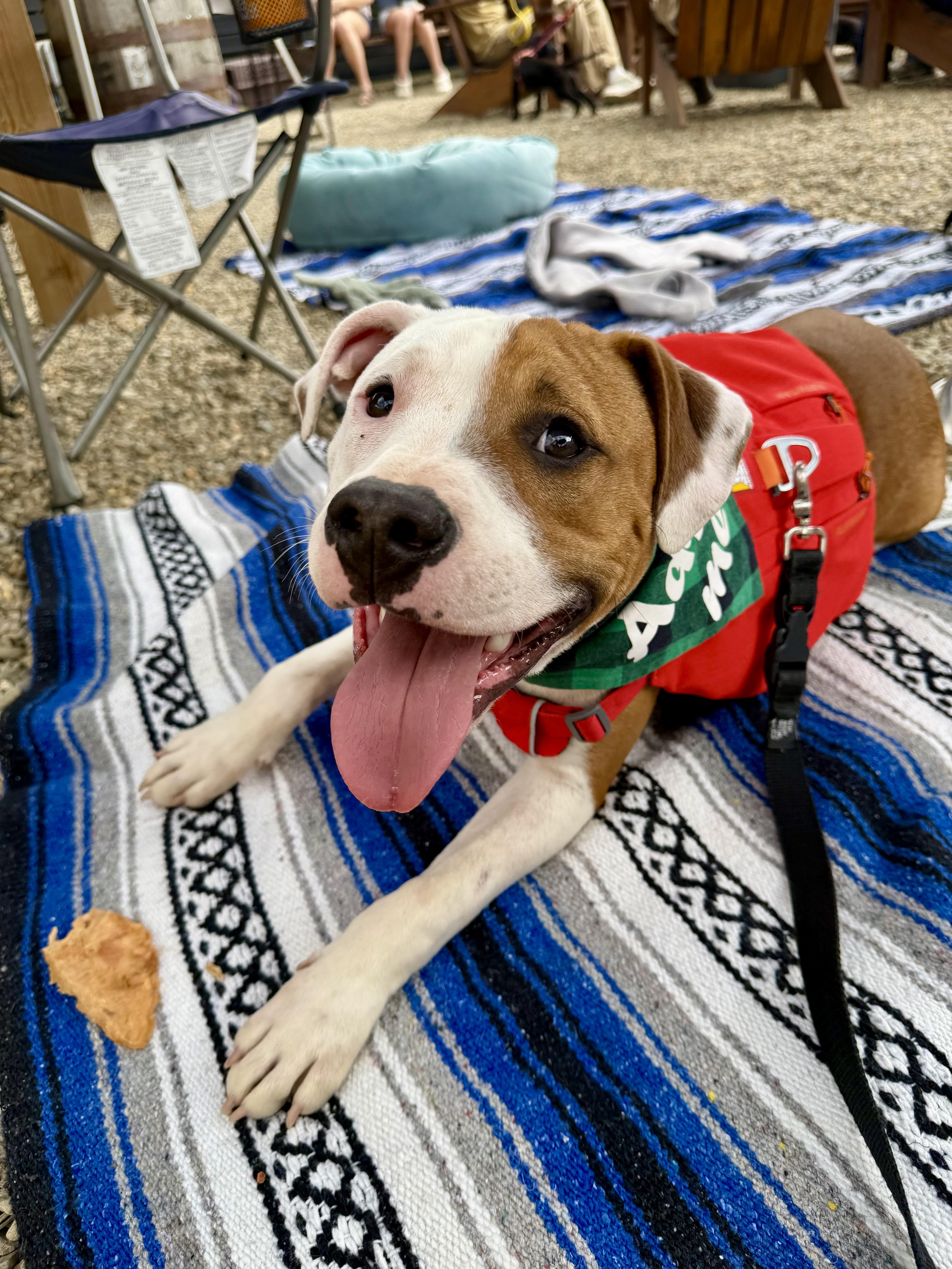 Moose (Porthos), a ADOPTABLE Pit Bull Terrier in Marshall, NC image 1/6