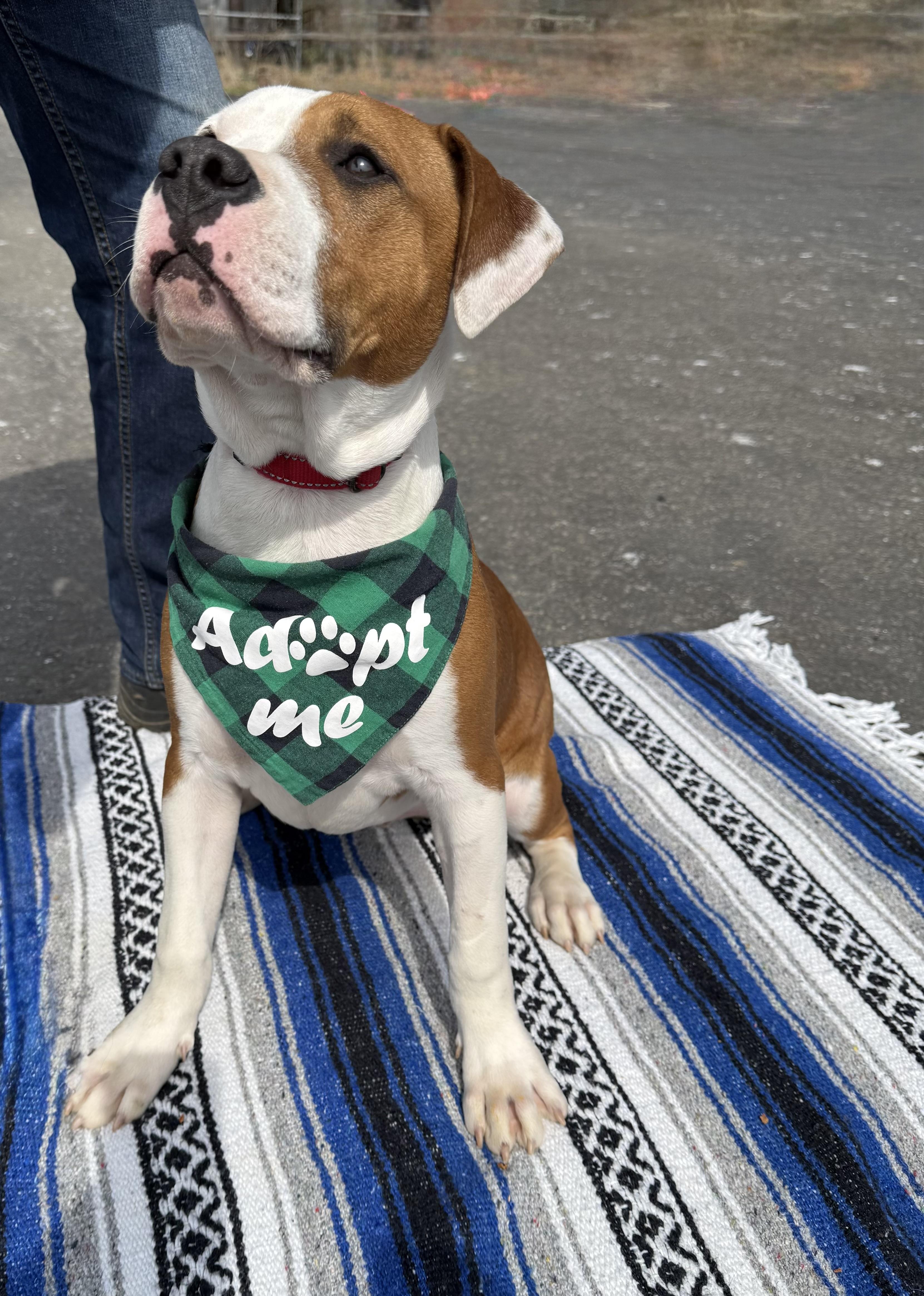 Enlarge Porthos, a ADOPTABLE Pit Bull Terrier in Marshall, NC image 2/6