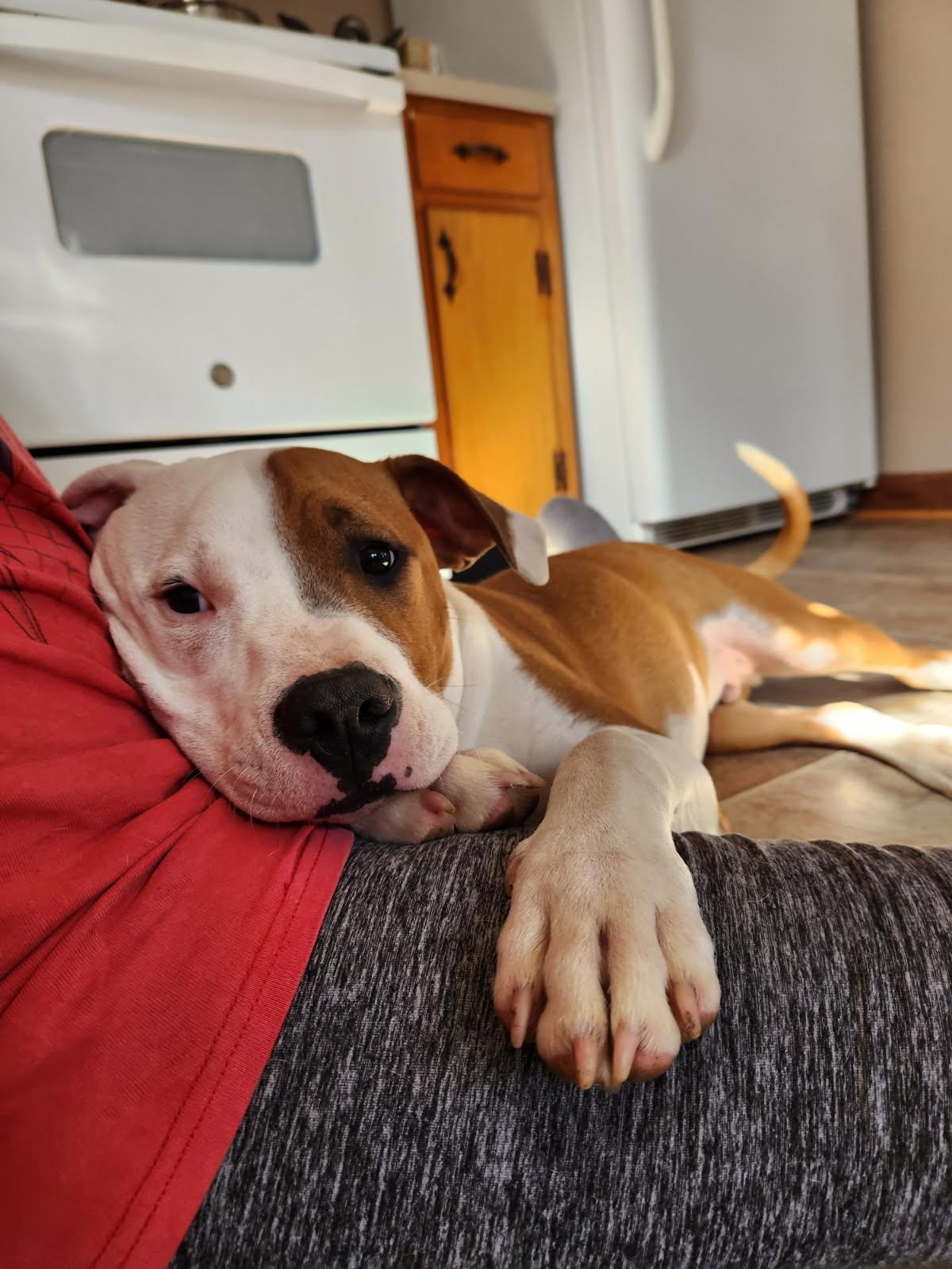 Moose (Porthos), a ADOPTABLE Pit Bull Terrier in Marshall, NC image 6/6