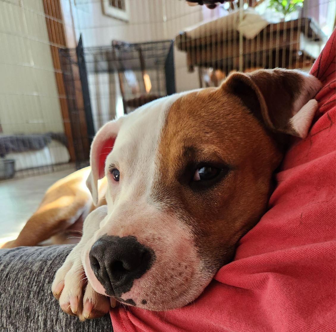 Moose (Porthos), a ADOPTABLE Pit Bull Terrier in Marshall, NC image 2/6