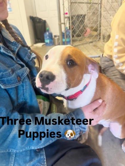 Porthos, ADOPTABLE, Young Male Pit Bull Terrier.