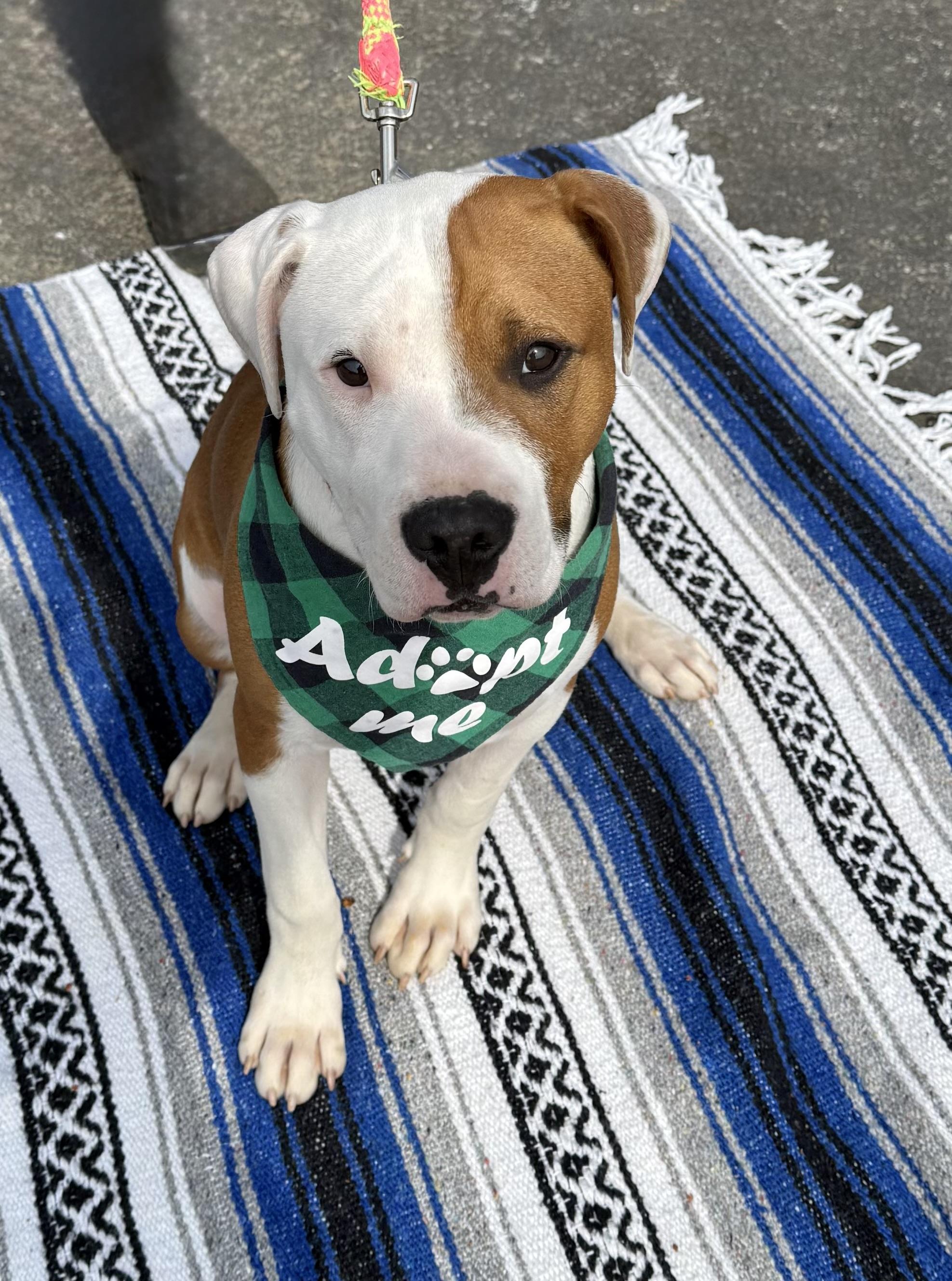 Enlarge Porthos, a ADOPTABLE Pit Bull Terrier in Marshall, NC image 5/6