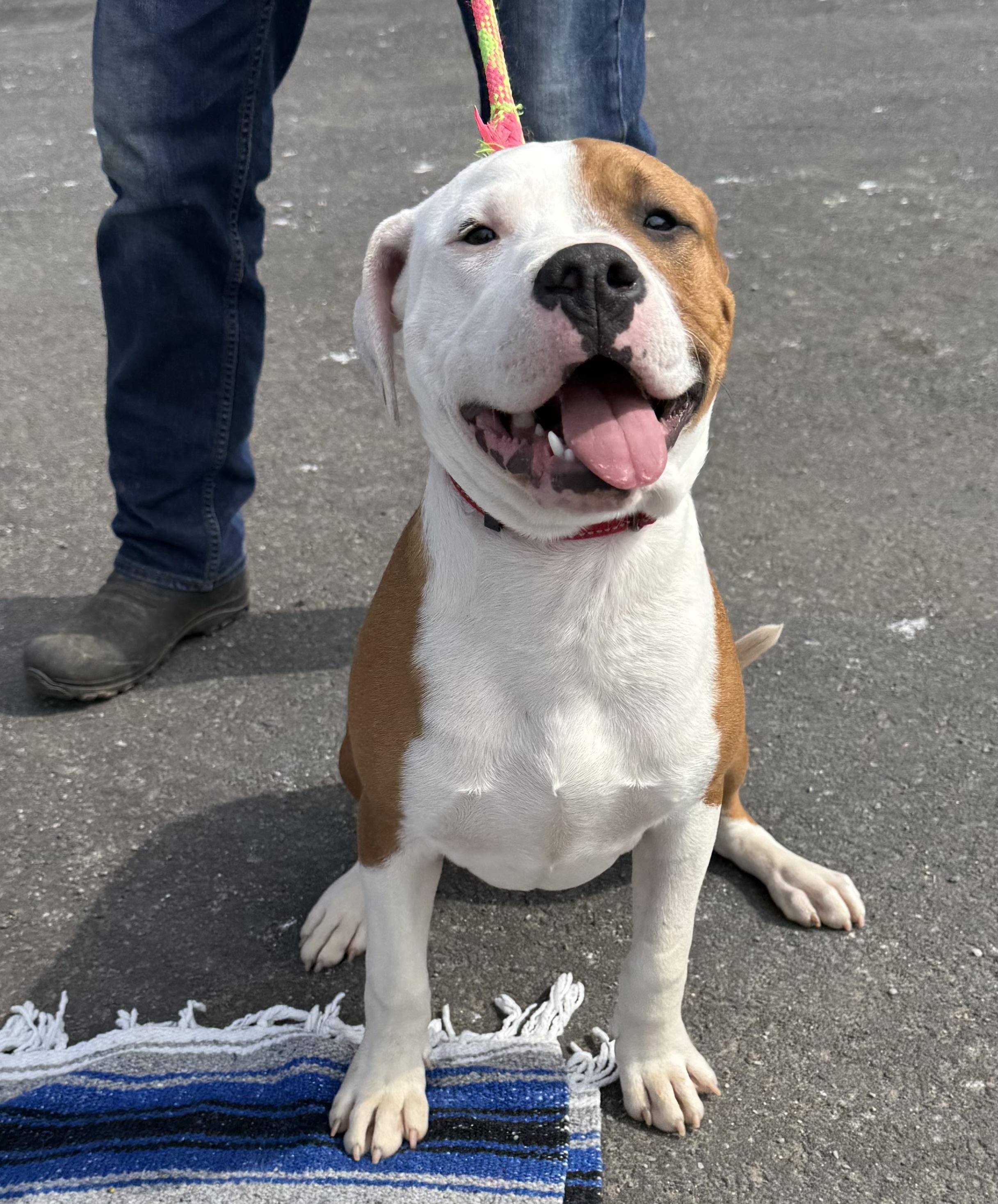 Enlarge Porthos, a ADOPTABLE Pit Bull Terrier in Marshall, NC image 4/6