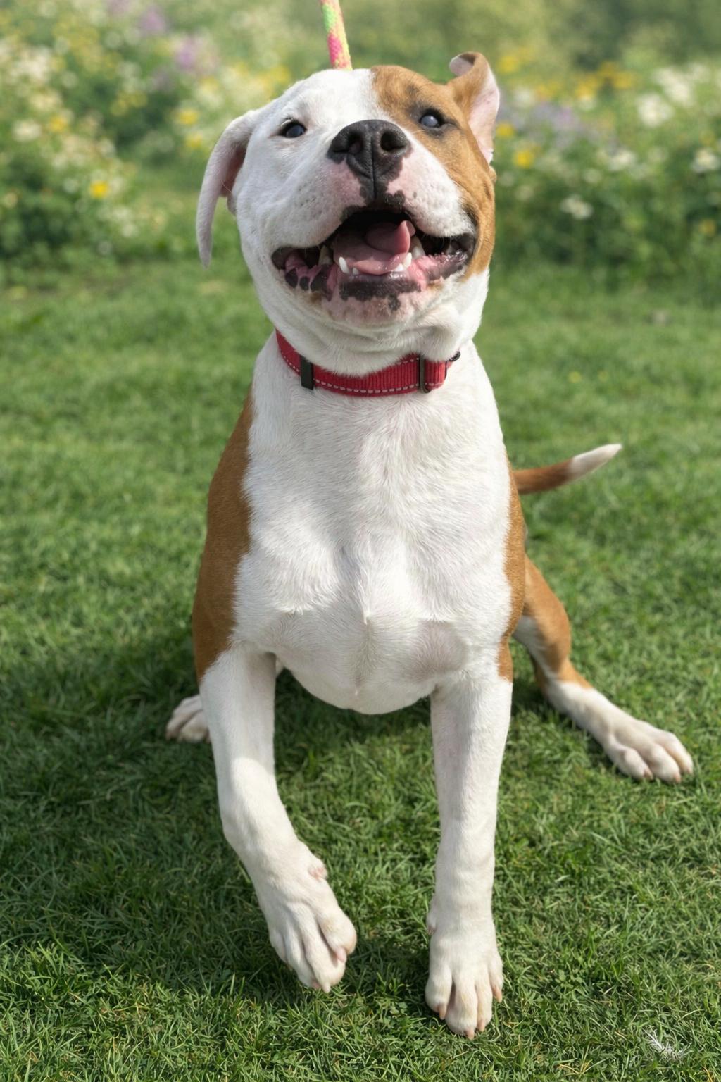 Porthos, ADOPTABLE, Young Male Pit Bull Terrier.