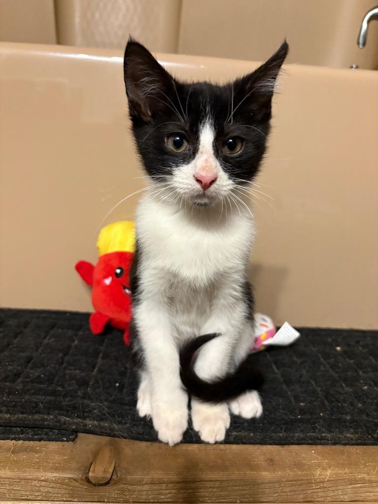 Vince, Adoptable, Kitten Male Domestic Short Hair.