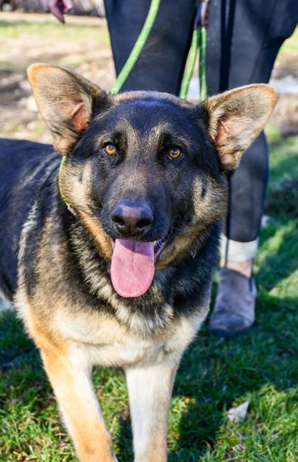 Adam, Adoptable, Adult Male German Shepherd Dog & Mixed Breed.