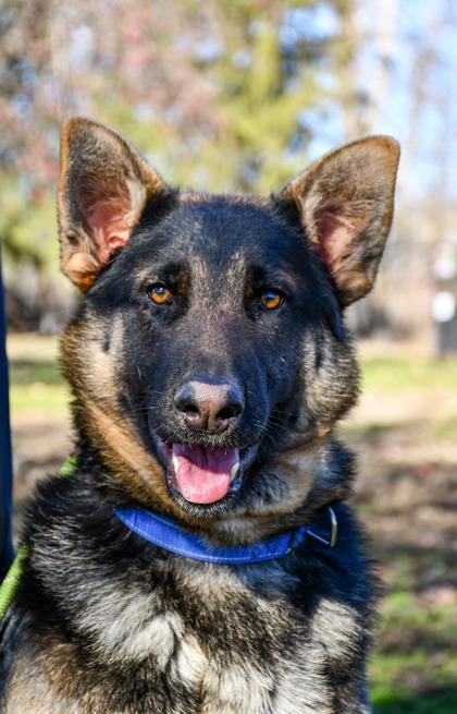 Enlarge Adam, a Adoptable mixed breed in Yakima, WA image 1/3