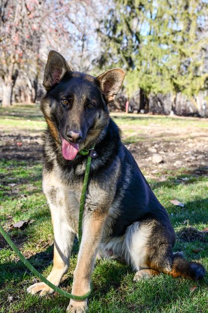 Enlarge Adam, a Adoptable mixed breed in Yakima, WA image 2/3