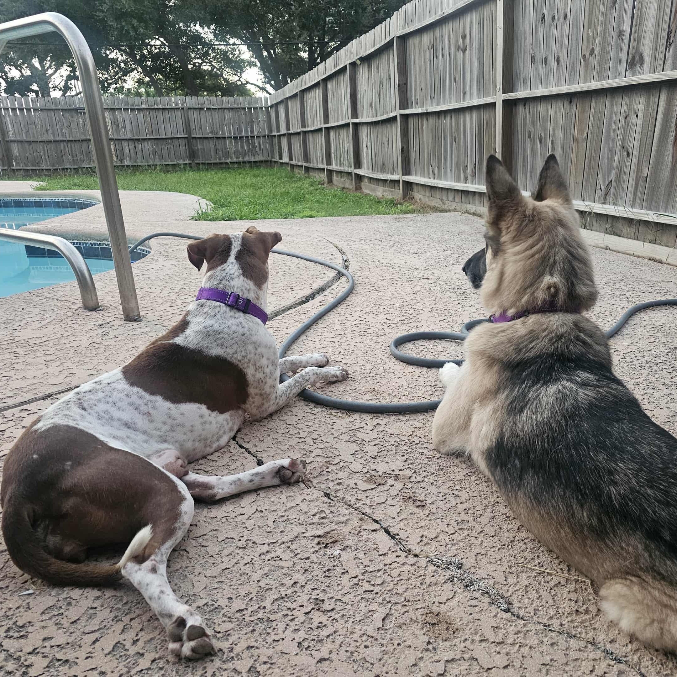 Enlarge Arabella - The Perfect Girl, a Adopted mixed breed in Providence, RI image 4/6