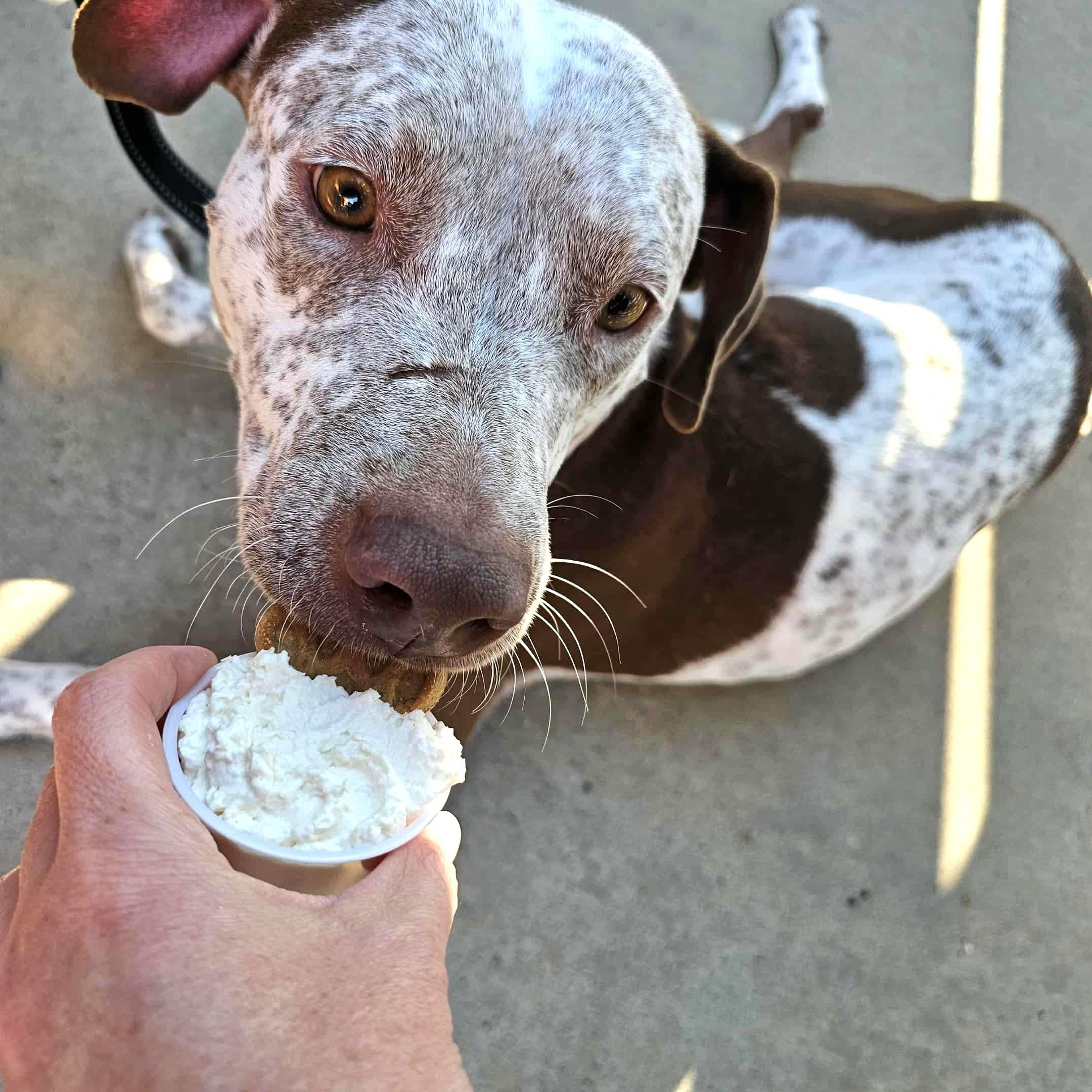 Enlarge Arabella - The Perfect Girl, a Adopted mixed breed in Providence, RI image 3/6