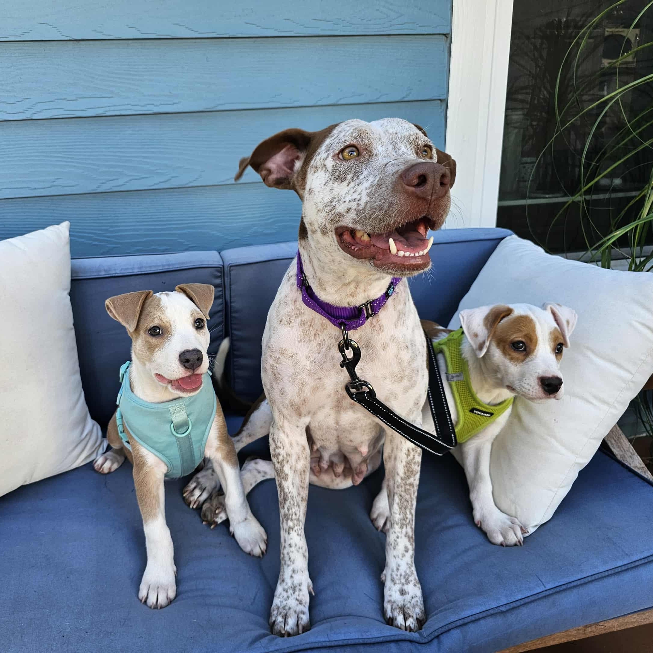 Enlarge Arabella - The Perfect Girl, a Adopted mixed breed in Providence, RI image 1/6