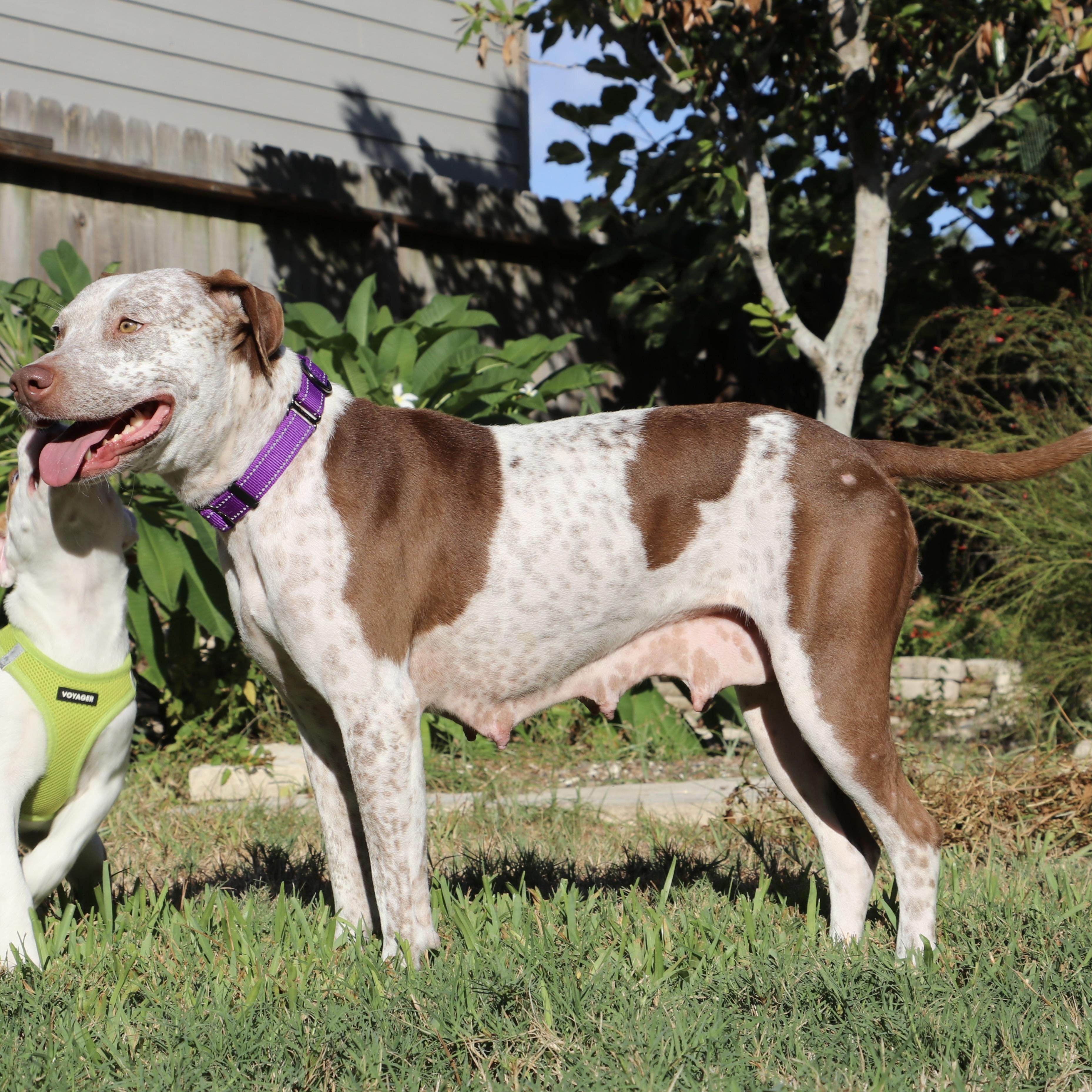 Enlarge Arabella - The Perfect Girl, a Adopted mixed breed in Providence, RI image 6/6