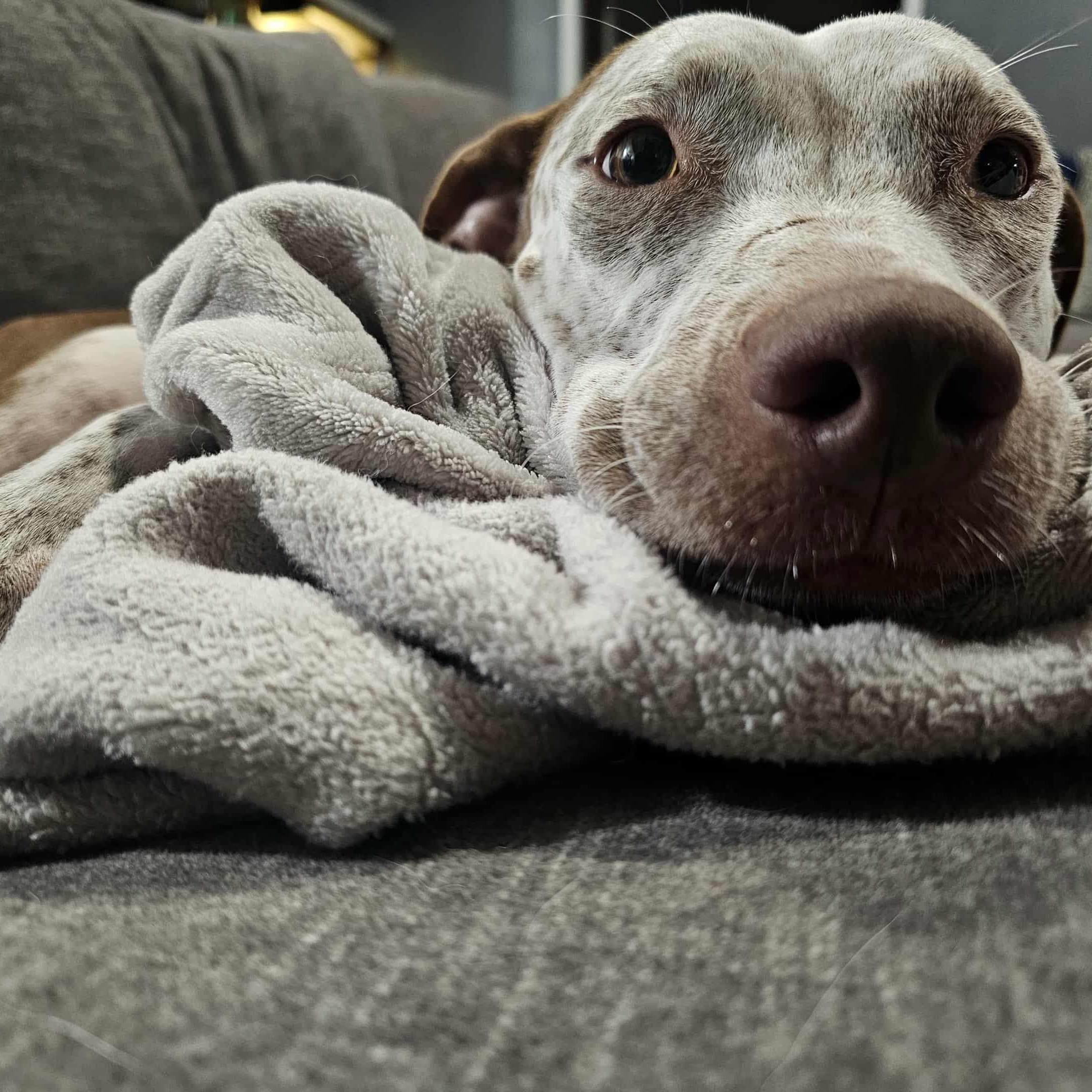 Enlarge Arabella - The Perfect Girl, a Adopted mixed breed in Providence, RI image 5/6