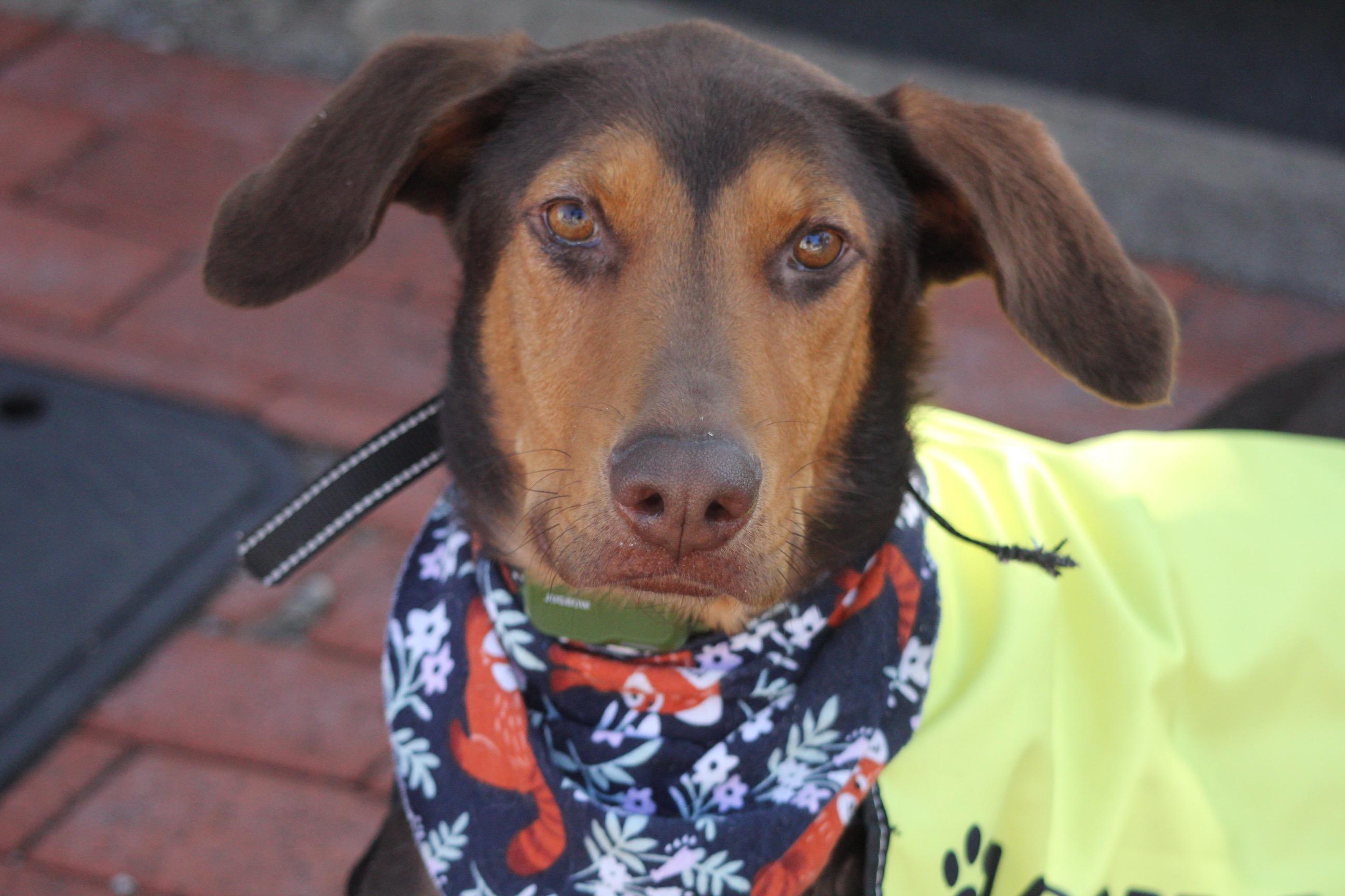 Enlarge Nova, a Adoptable mixed breed in Dallas, TX image 1/3