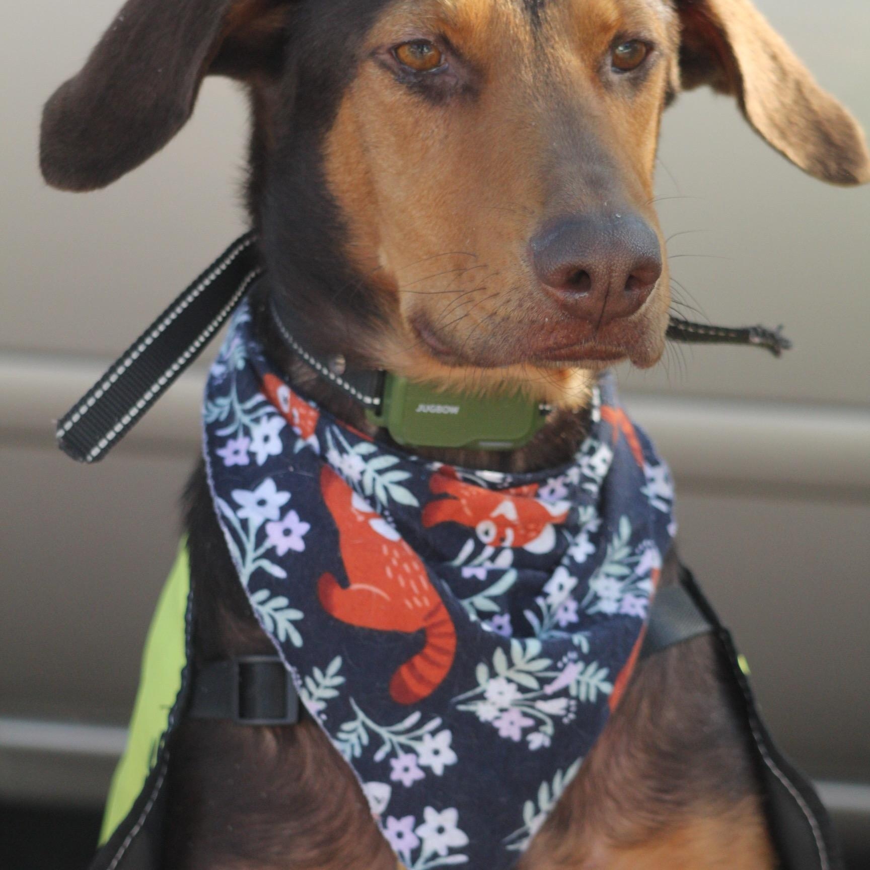 Enlarge Nova, a Adoptable mixed breed in Dallas, TX image 2/3