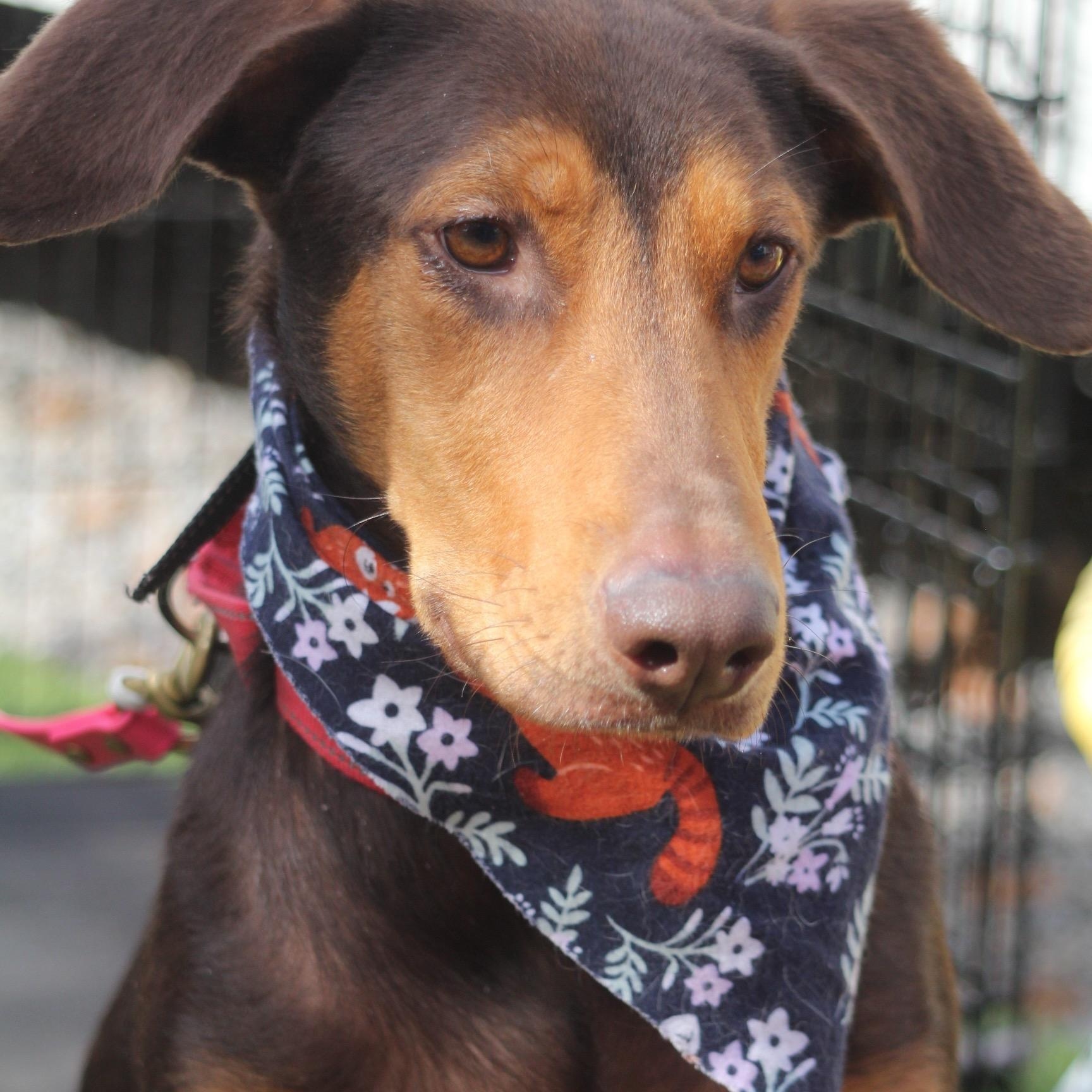 Enlarge Nova, a Adoptable mixed breed in Dallas, TX image 3/3