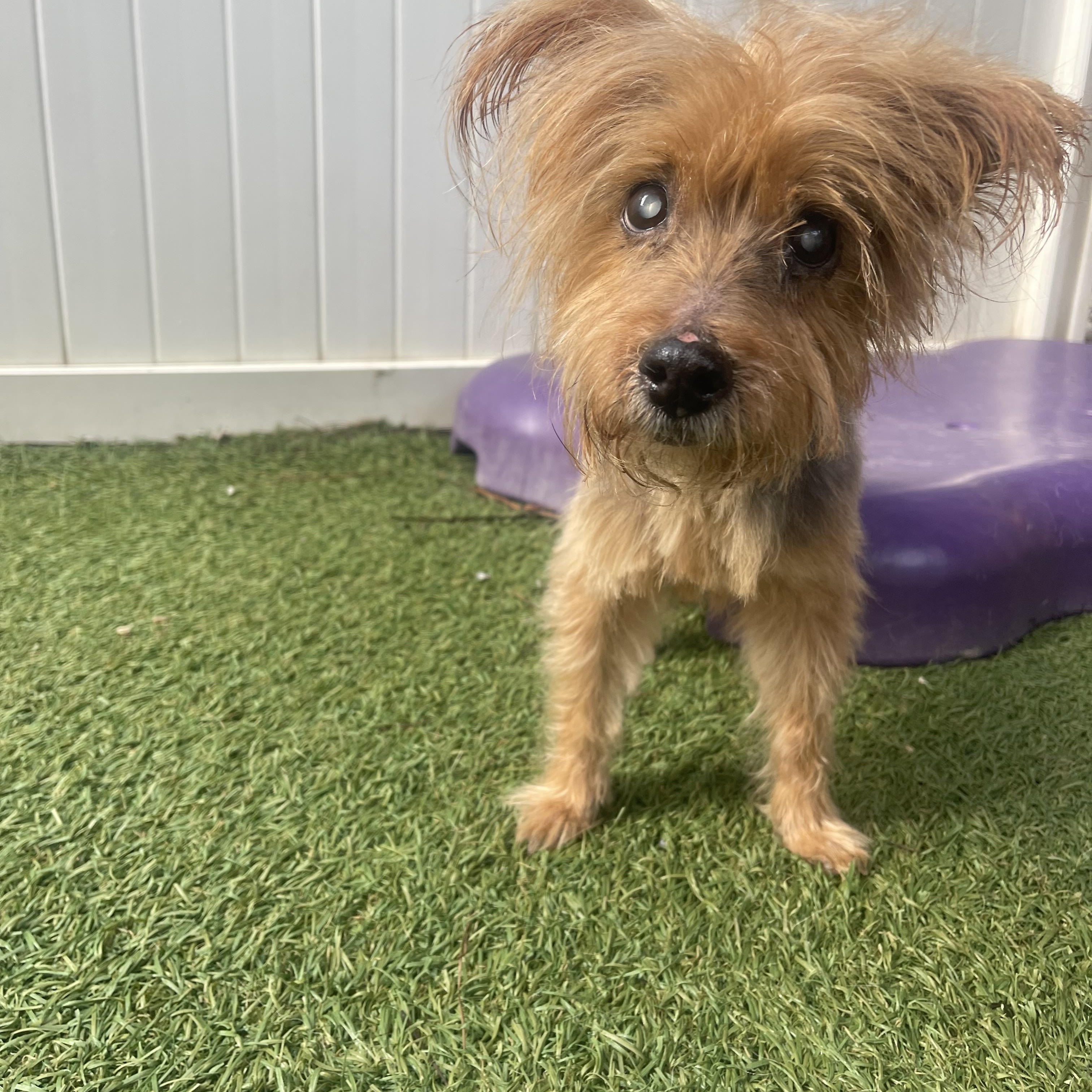 Pumpkin, a Adoptable Yorkshire Terrier in Baton Rouge, LA image 2/5