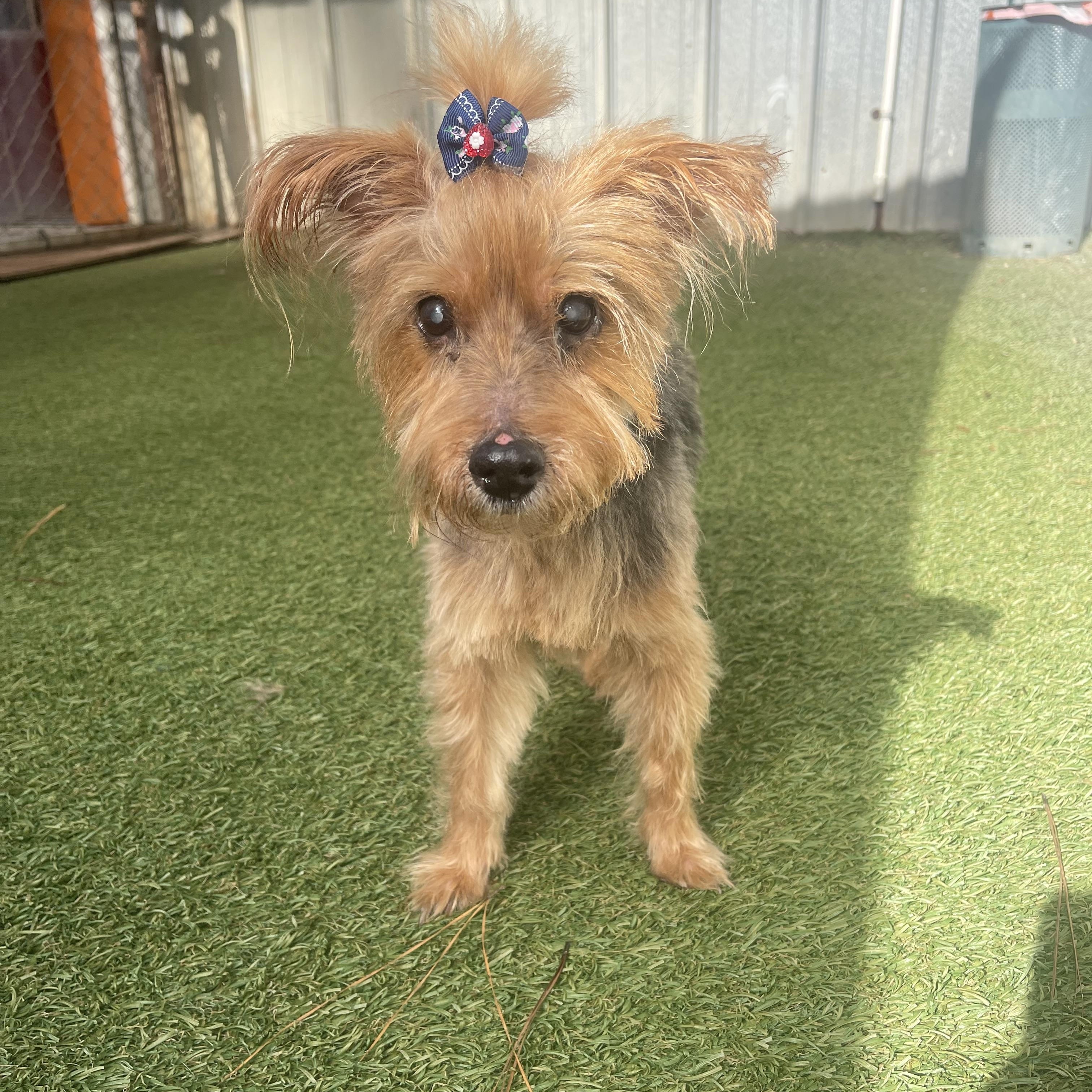Pumpkin, Adoptable, Senior Female Yorkshire Terrier.