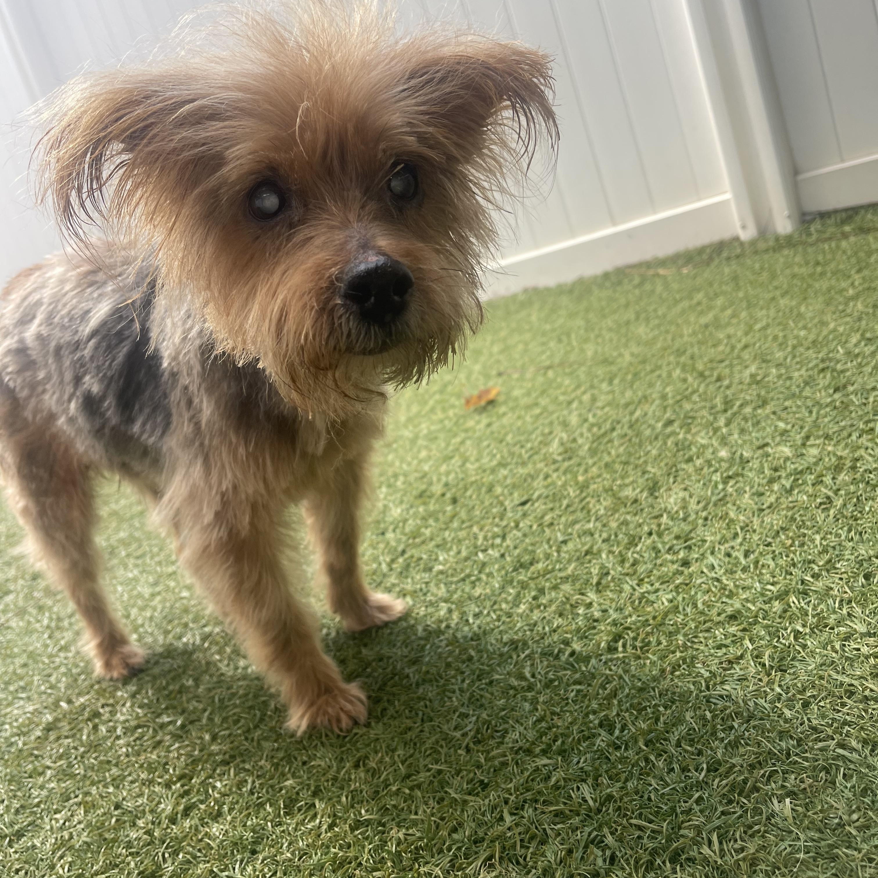 Pumpkin, a Adoptable Yorkshire Terrier in Baton Rouge, LA image 3/5