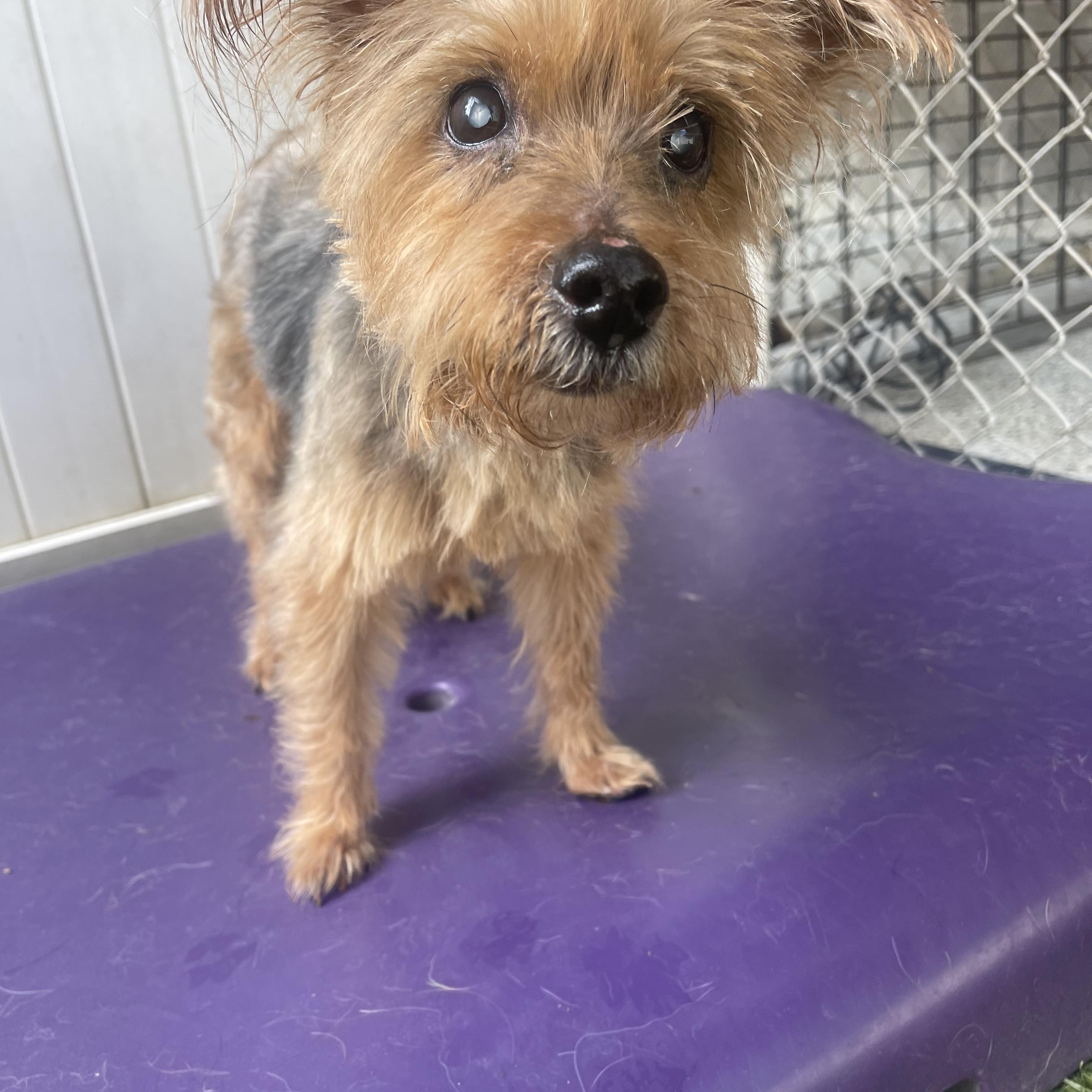 Pumpkin, a Adoptable Yorkshire Terrier in Baton Rouge, LA image 5/5