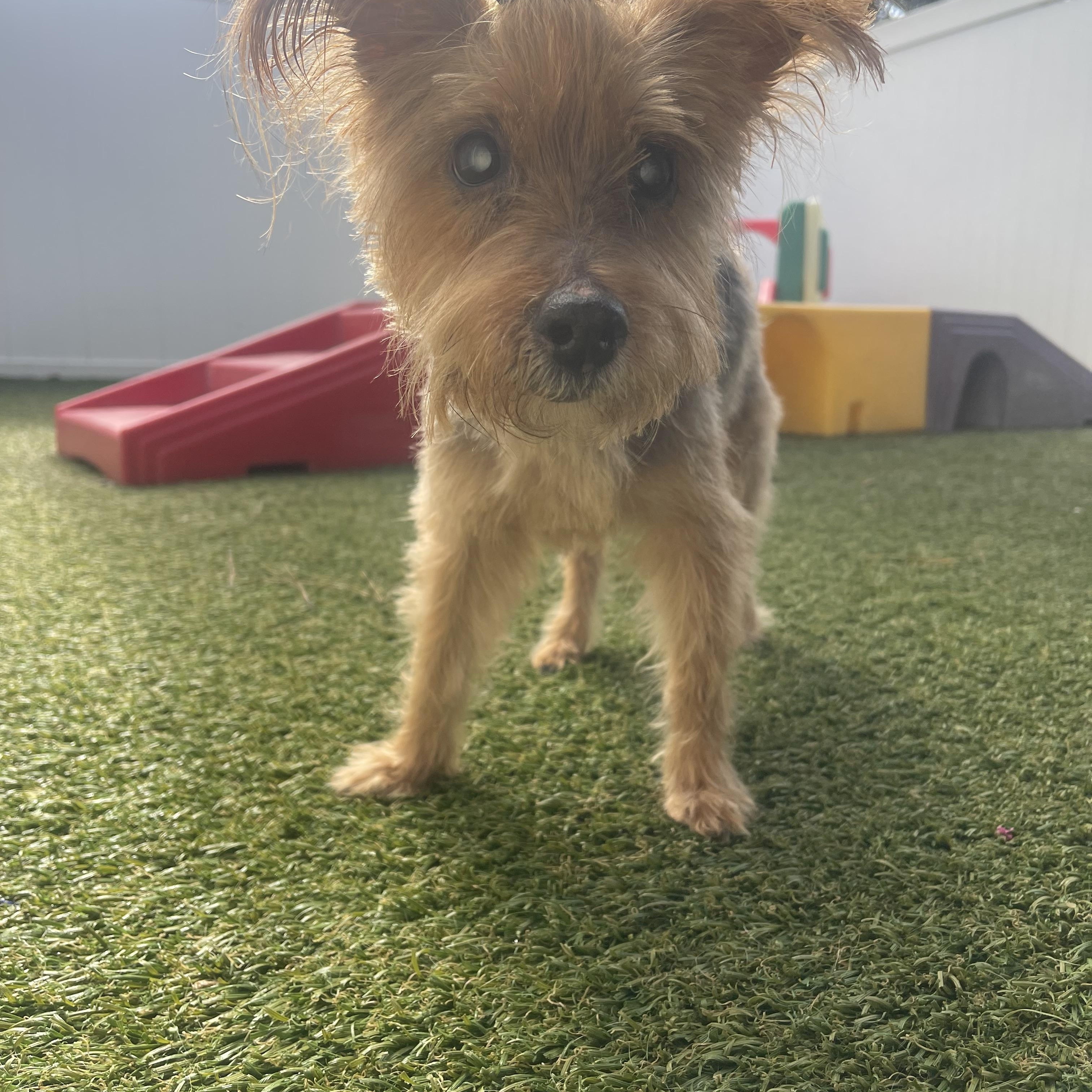 Pumpkin, a Adoptable Yorkshire Terrier in Baton Rouge, LA image 4/5