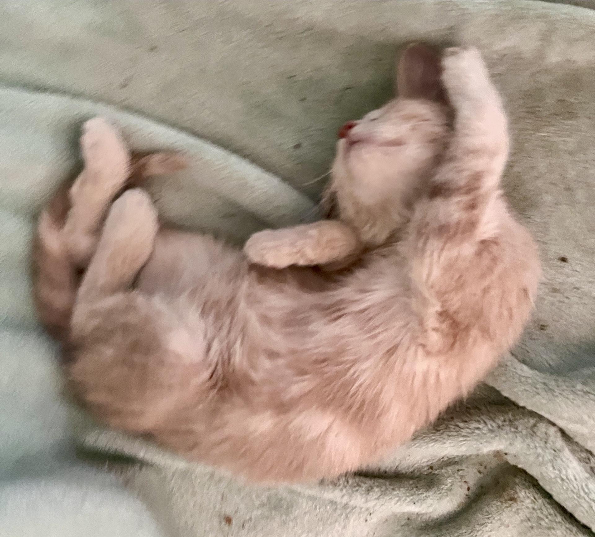 Dough, a Adoptable Domestic Medium Hair in Indianapolis, IN image 3/3